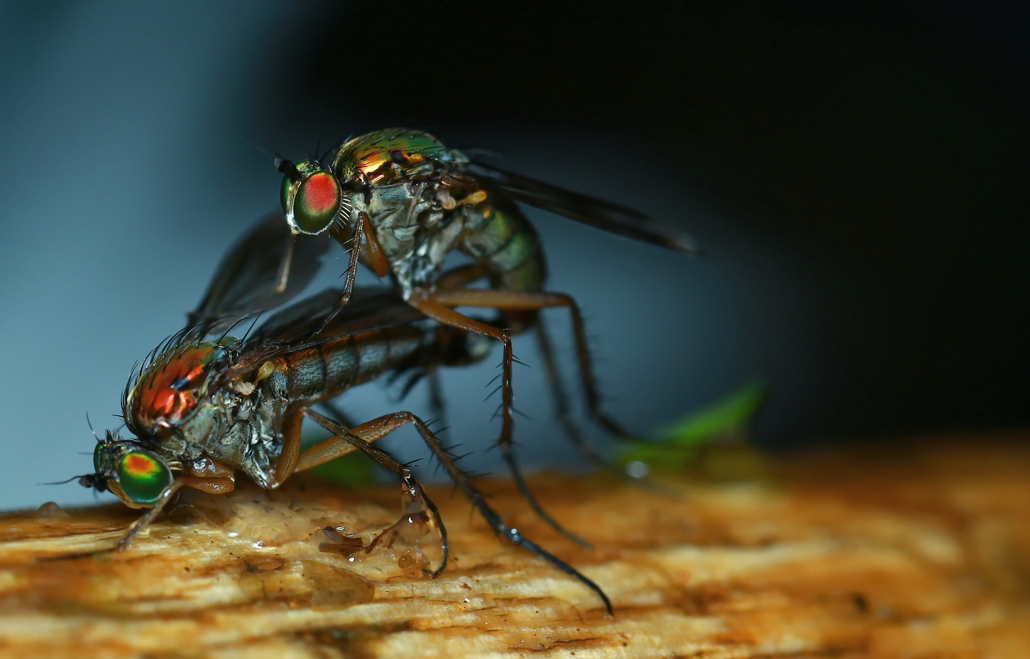 Canon MP-E 65mm F2.5 1-5x Macro Photo sample photo. Mating dolichopodid flies photography