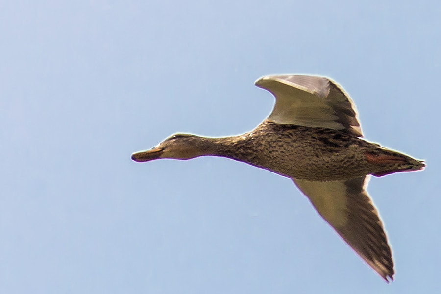 Canon EF 300mm F4L IS USM sample photo. Stockente im flug photography