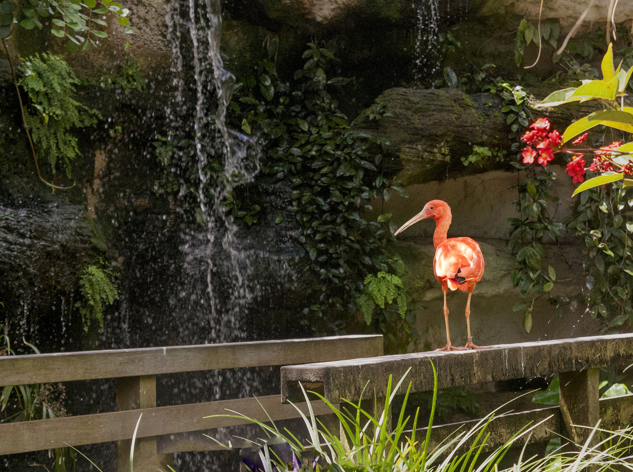 Canon EOS 1000D (EOS Digital Rebel XS / EOS Kiss F) sample photo. Bird waterfall photography