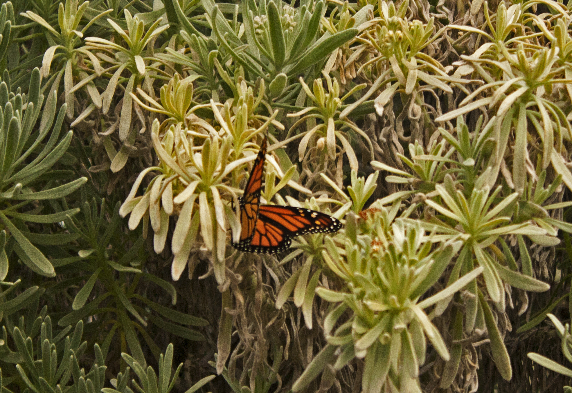 Canon EOS 1000D (EOS Digital Rebel XS / EOS Kiss F) sample photo. Butterfly photography