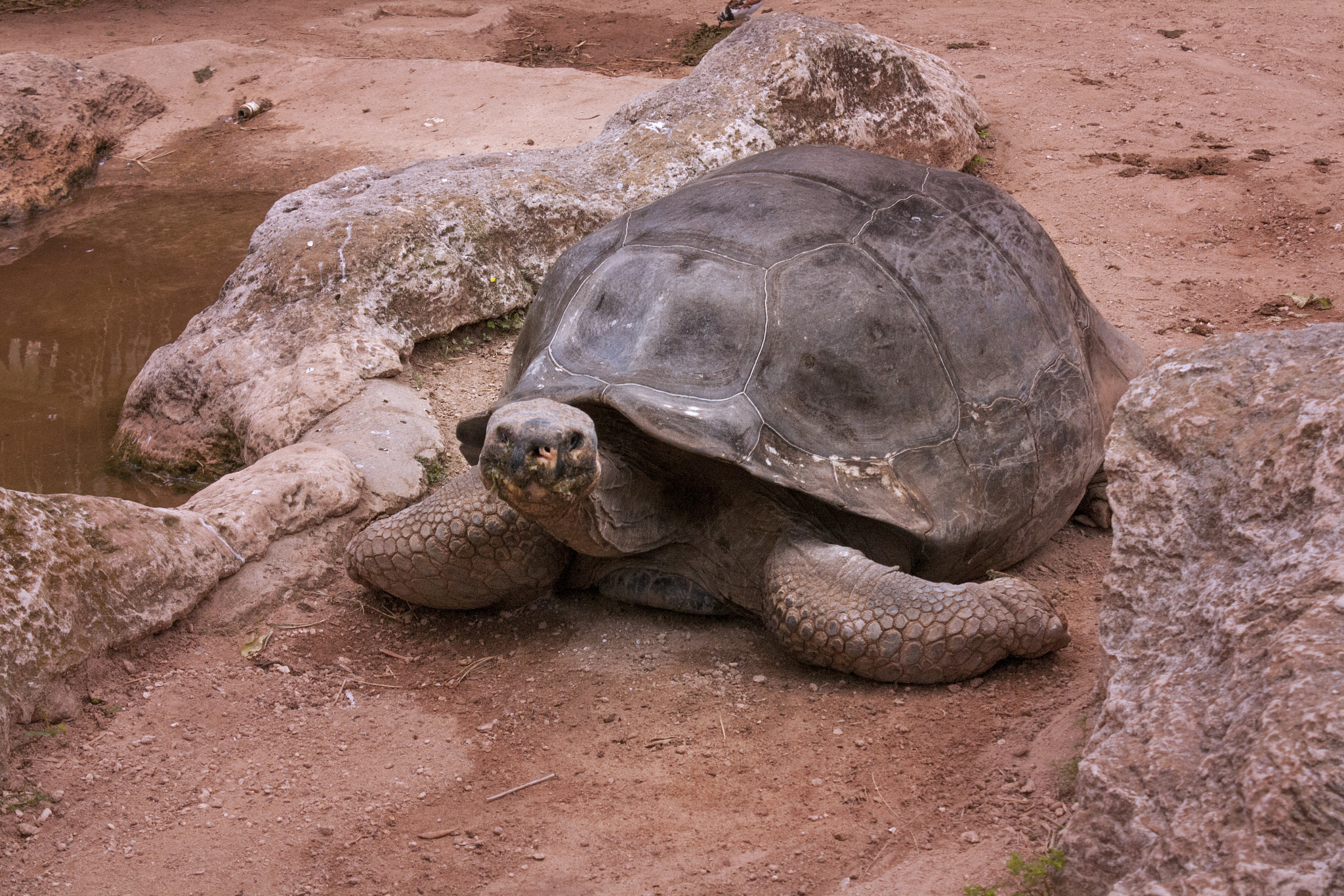 Canon EOS 1000D (EOS Digital Rebel XS / EOS Kiss F) sample photo. Turtle photography