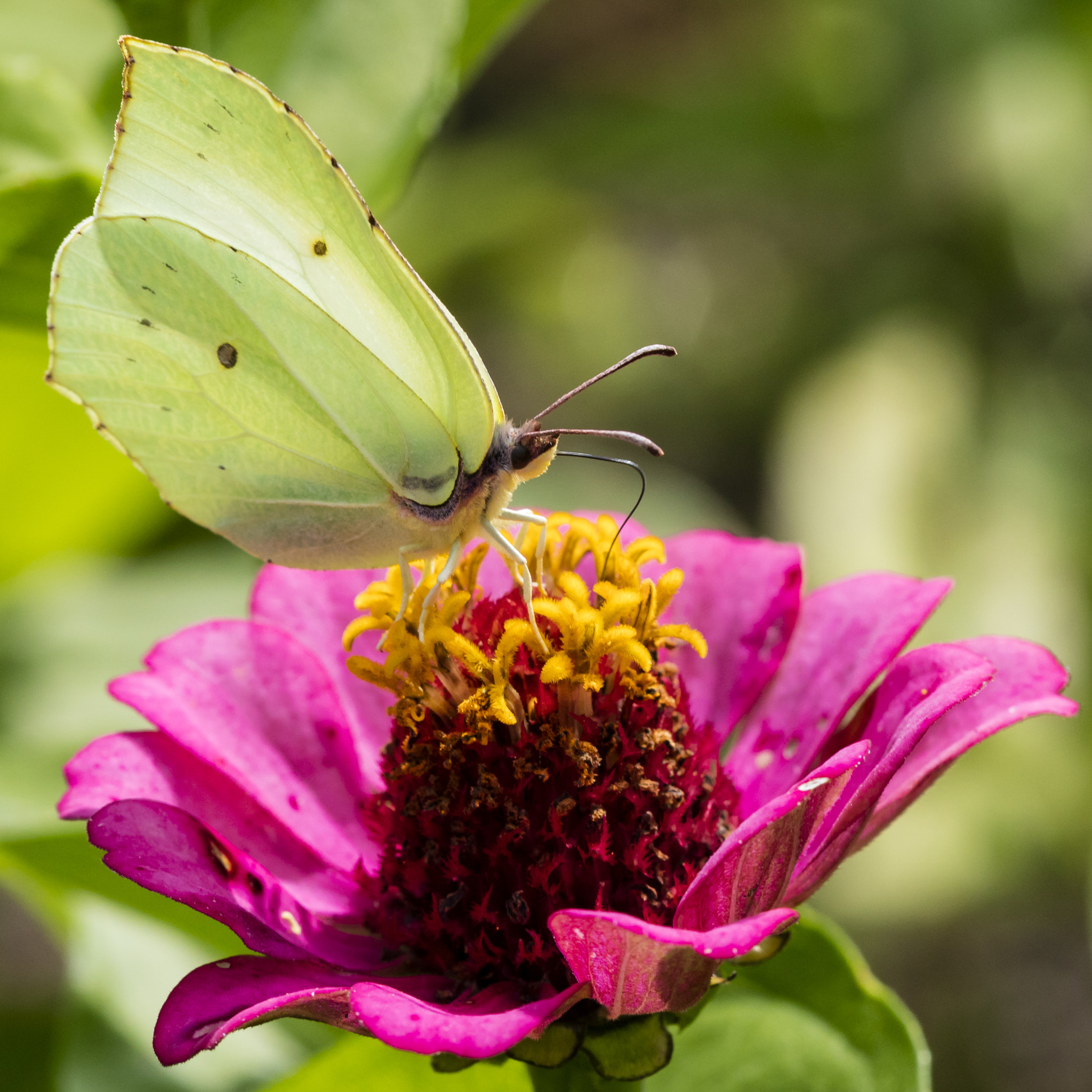 Canon EF 100mm F2.8 Macro USM sample photo. Flower and butterfly photography