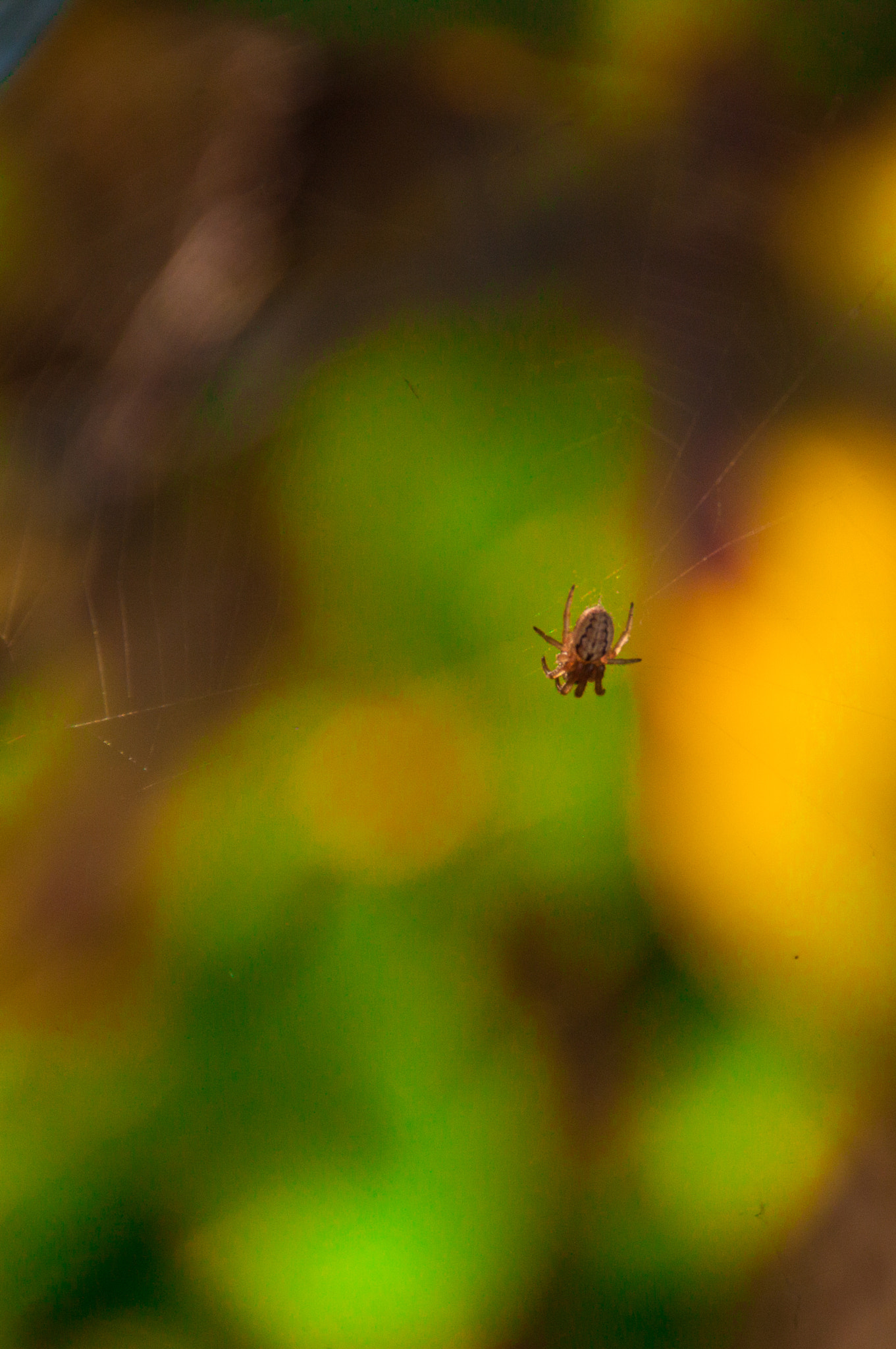 Canon EOS 500D (EOS Rebel T1i / EOS Kiss X3) sample photo. Spider photography
