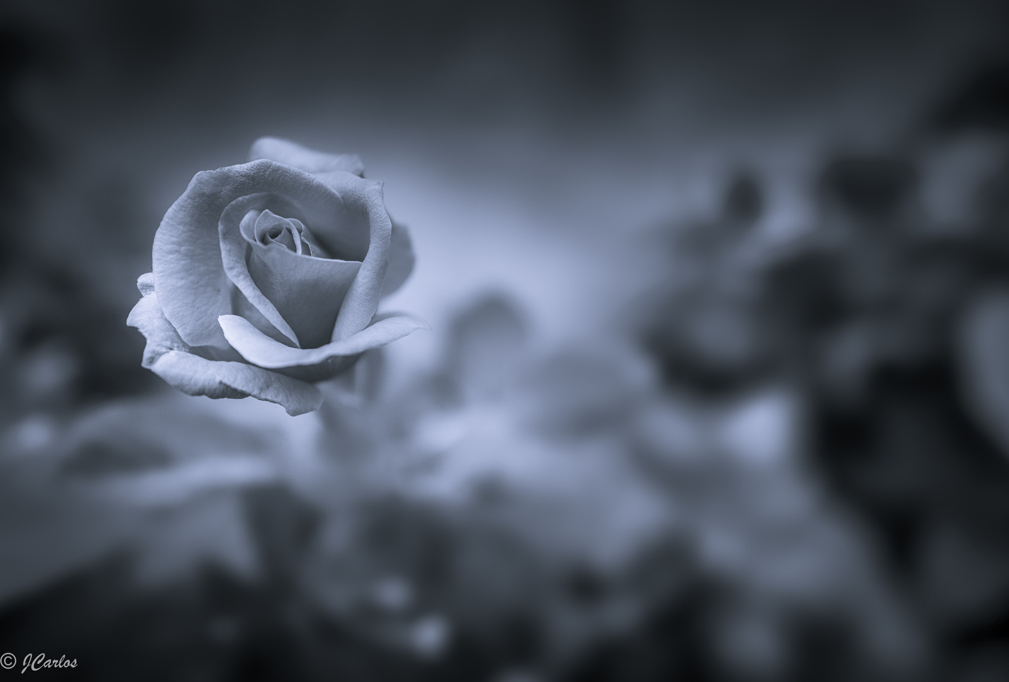 Nikon D7100 + Samyang 16mm F2 ED AS UMC CS sample photo. The last rose of summer photography
