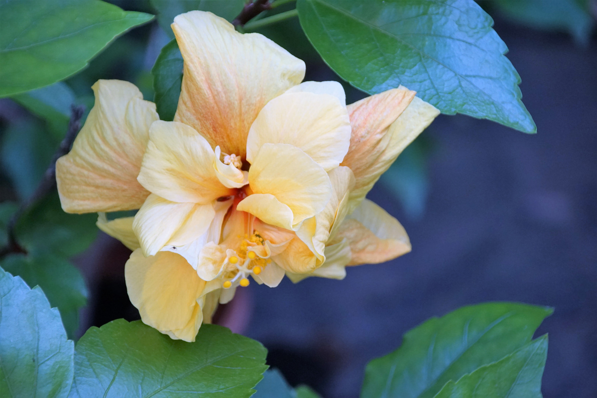 Tamron 80-300mm F3.5-6.3 sample photo. Hibiskus photography