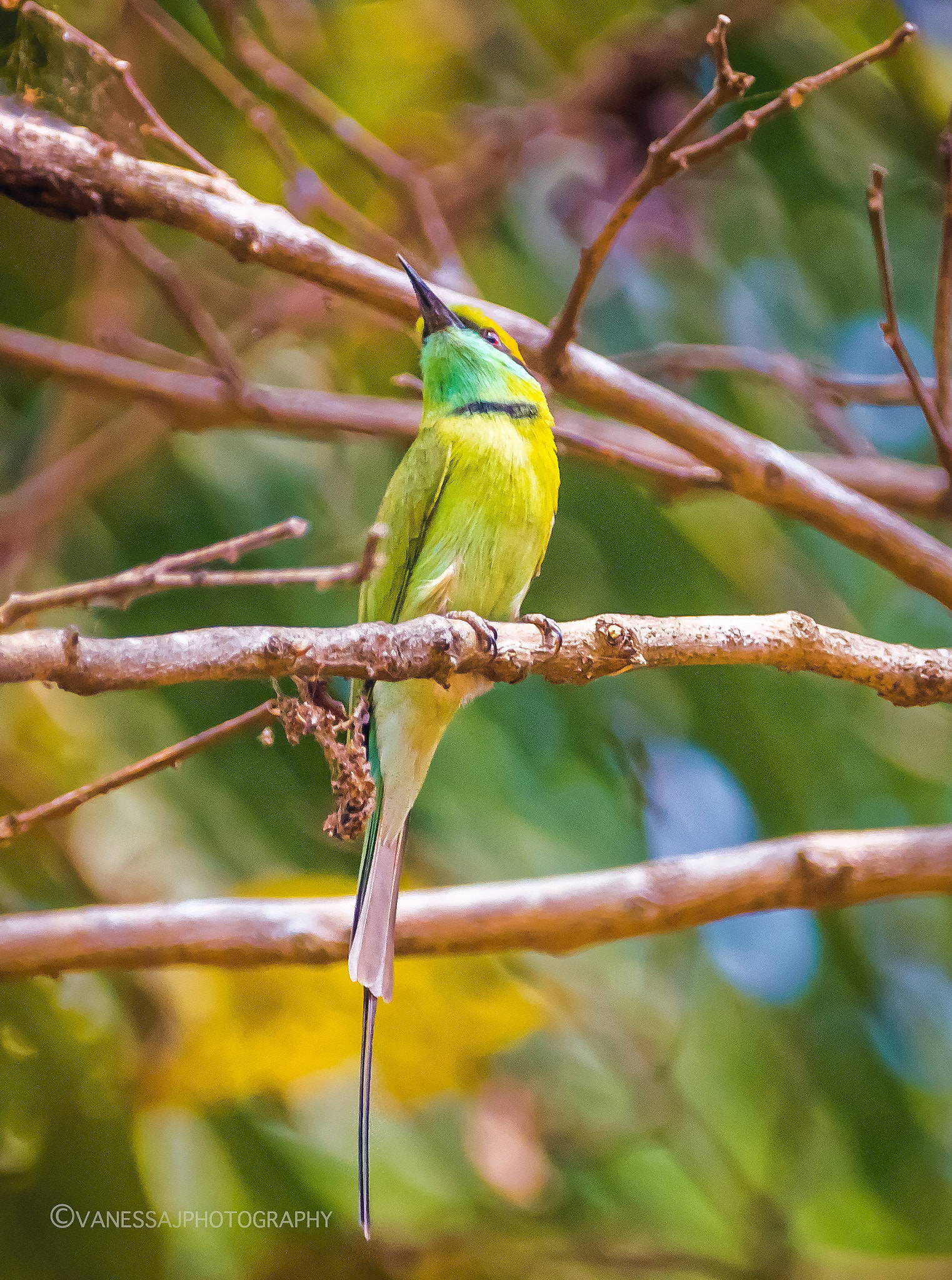 Sony 70-300mm F4.5-5.6 G SSM sample photo. Green bee-eater photography