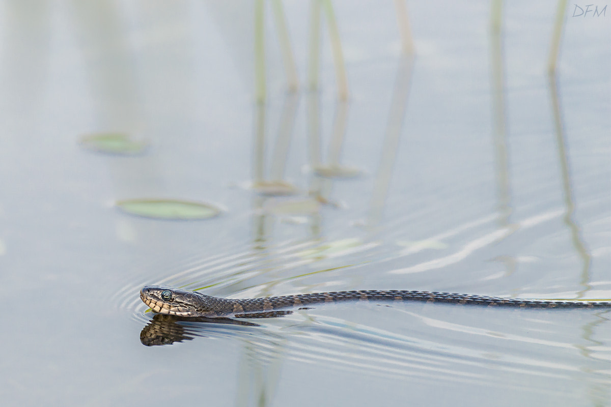 Nikon AF-S Nikkor 500mm F4D ED-IF II sample photo. Northern watersnake photography
