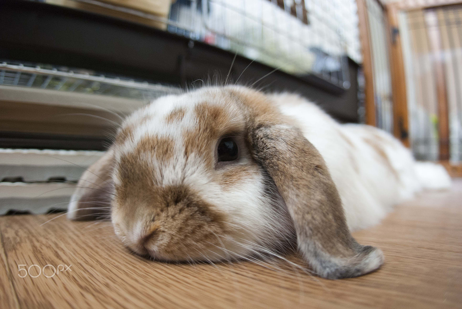 Nikon D80 + Sigma 15mm F2.8 EX DG Diagonal Fisheye sample photo. Lopped ear on the floor photography