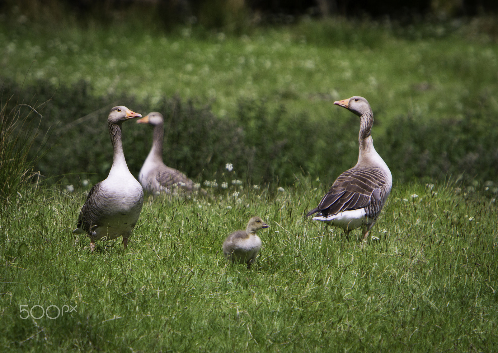 Canon EF 70-200mm F2.8L IS USM sample photo. Proud parents photography