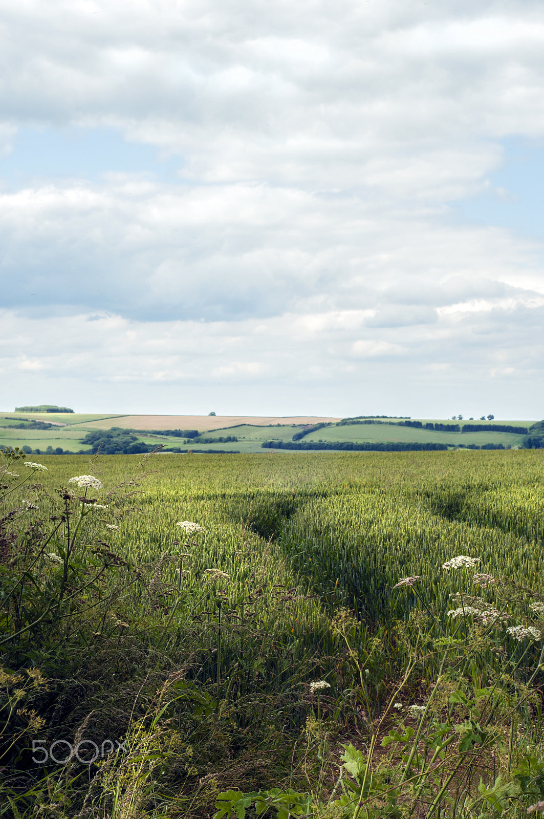 Nikon D5000 + Nikon AF Nikkor 50mm F1.8D sample photo. Lincolnshire photography