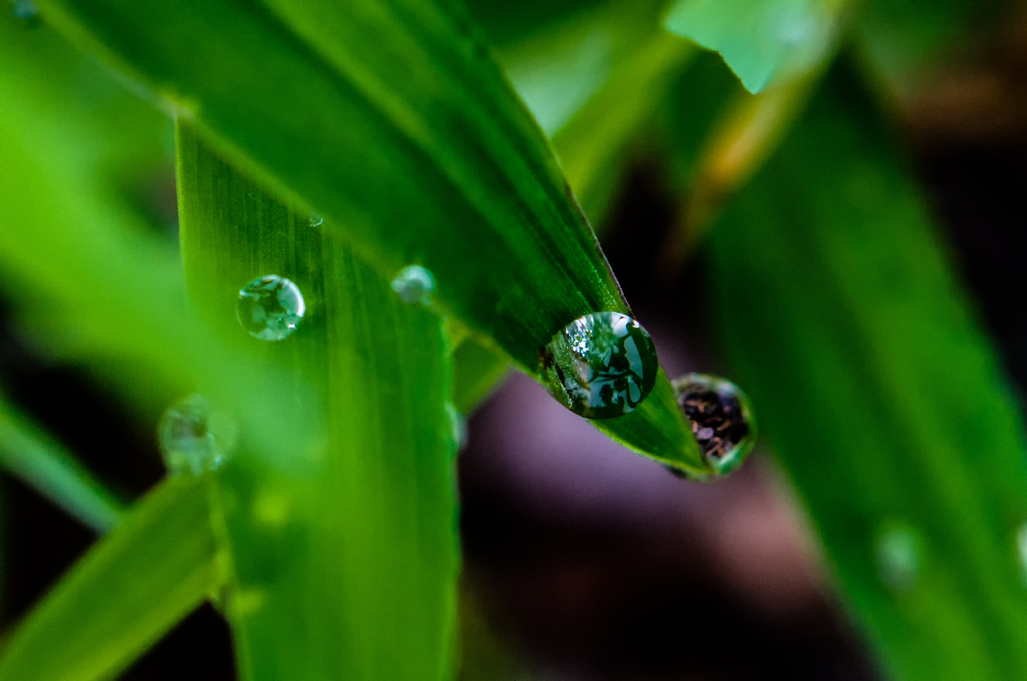 Nikon AF-S Micro-Nikkor 60mm F2.8G ED sample photo. 苍翠欲滴 photography