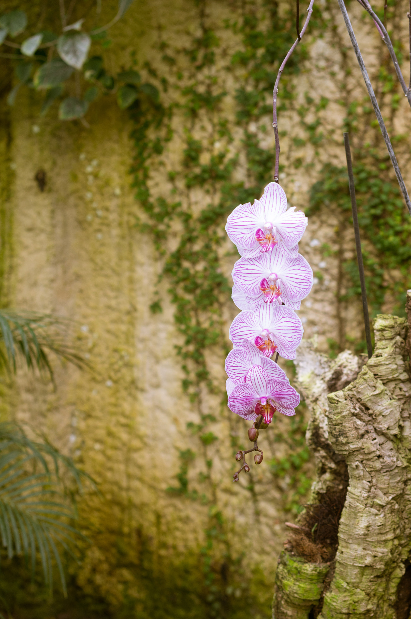 Pentax K-r sample photo. Orchid photography