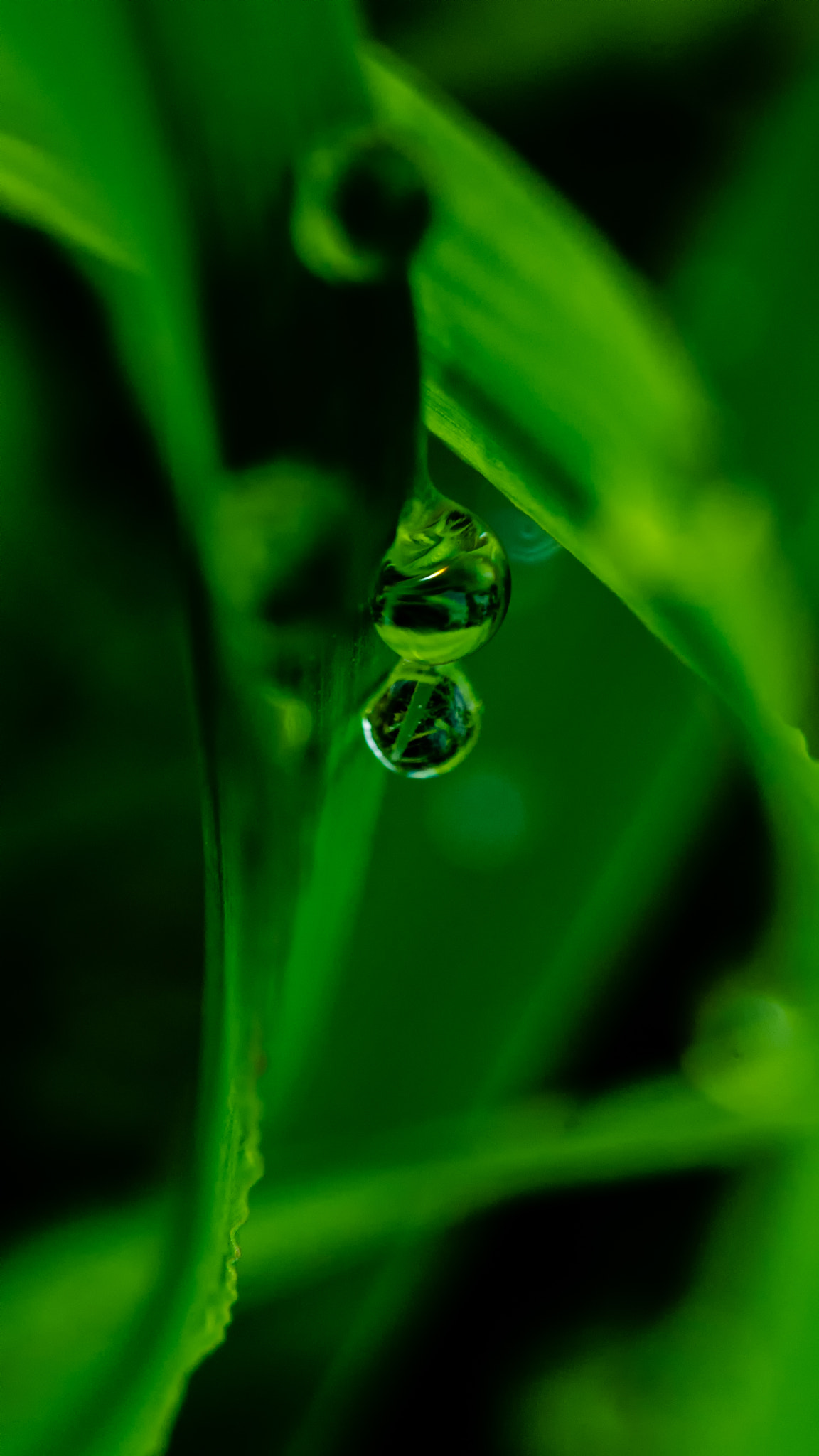 Nikon AF-S Micro-Nikkor 60mm F2.8G ED sample photo. 苍翠欲滴 photography