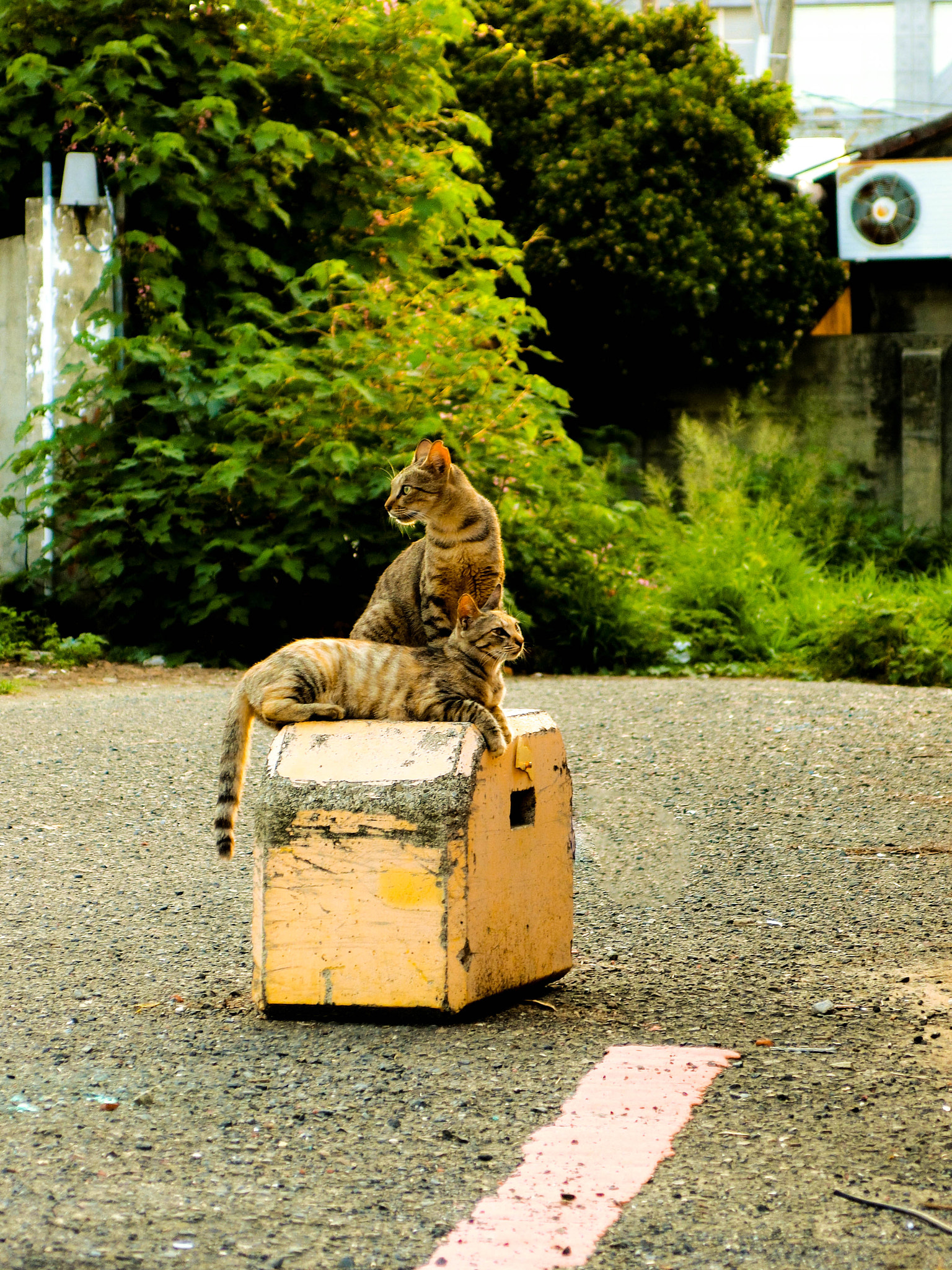 CASIO EX-10 sample photo. Cats photography