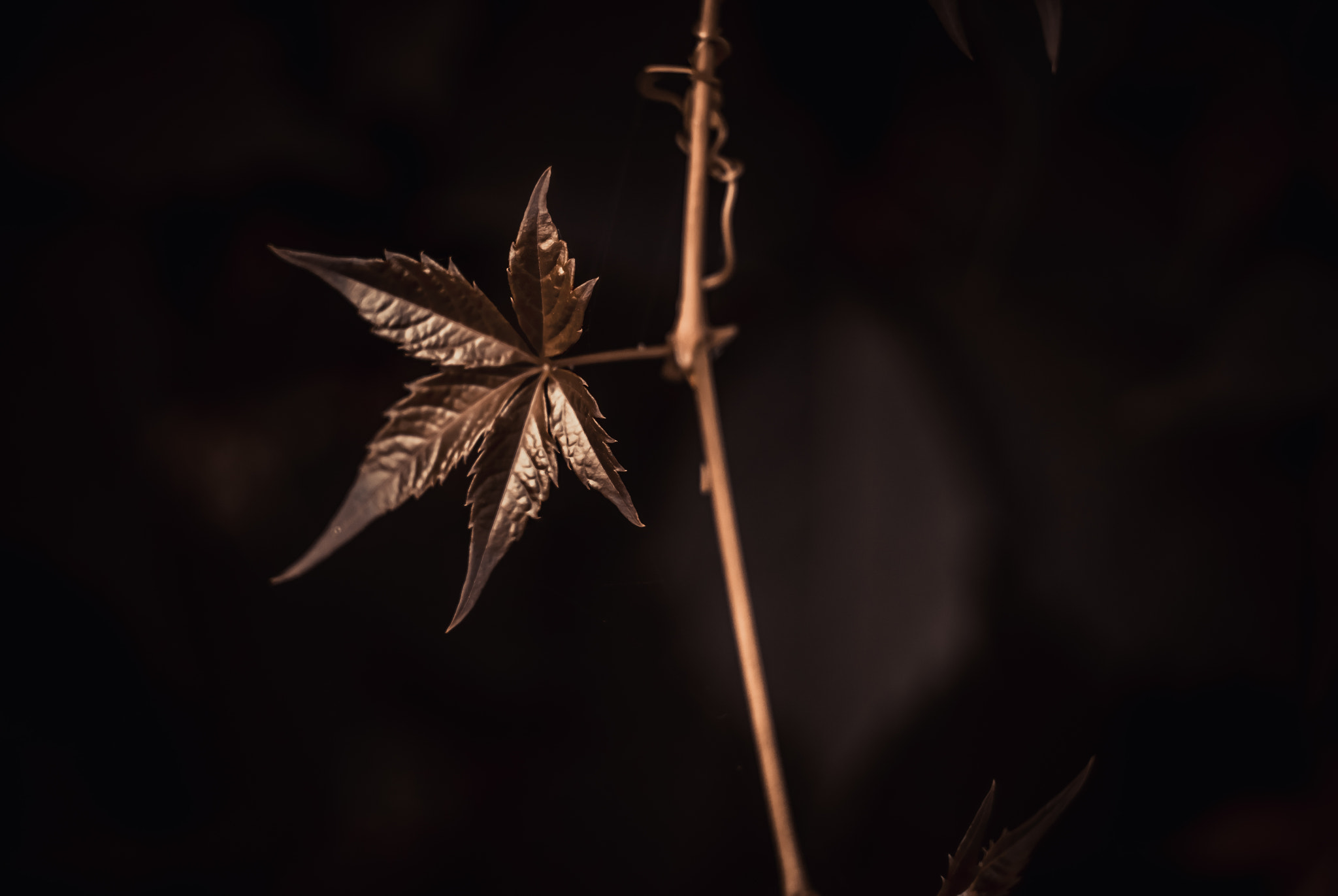 Sony SLT-A77 + Minolta AF 50mm F1.7 sample photo. Virginia creeper photography