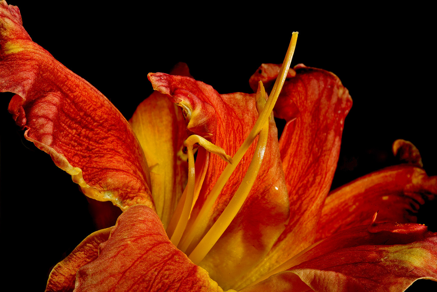 100mm F2.8 SSM sample photo. Complexity photography