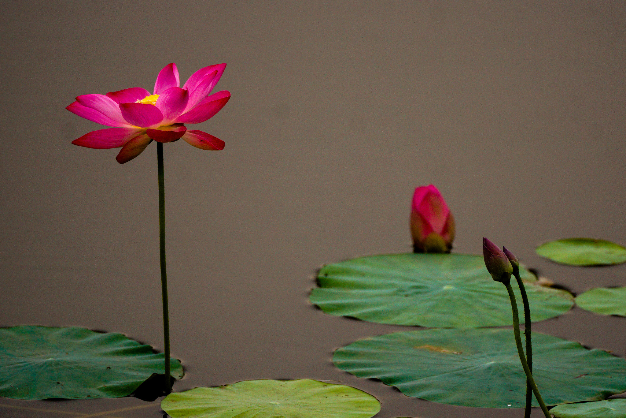 150-600mm F5-6.3 DG OS HSM | Contemporary 015 sample photo. Morning glow  photography