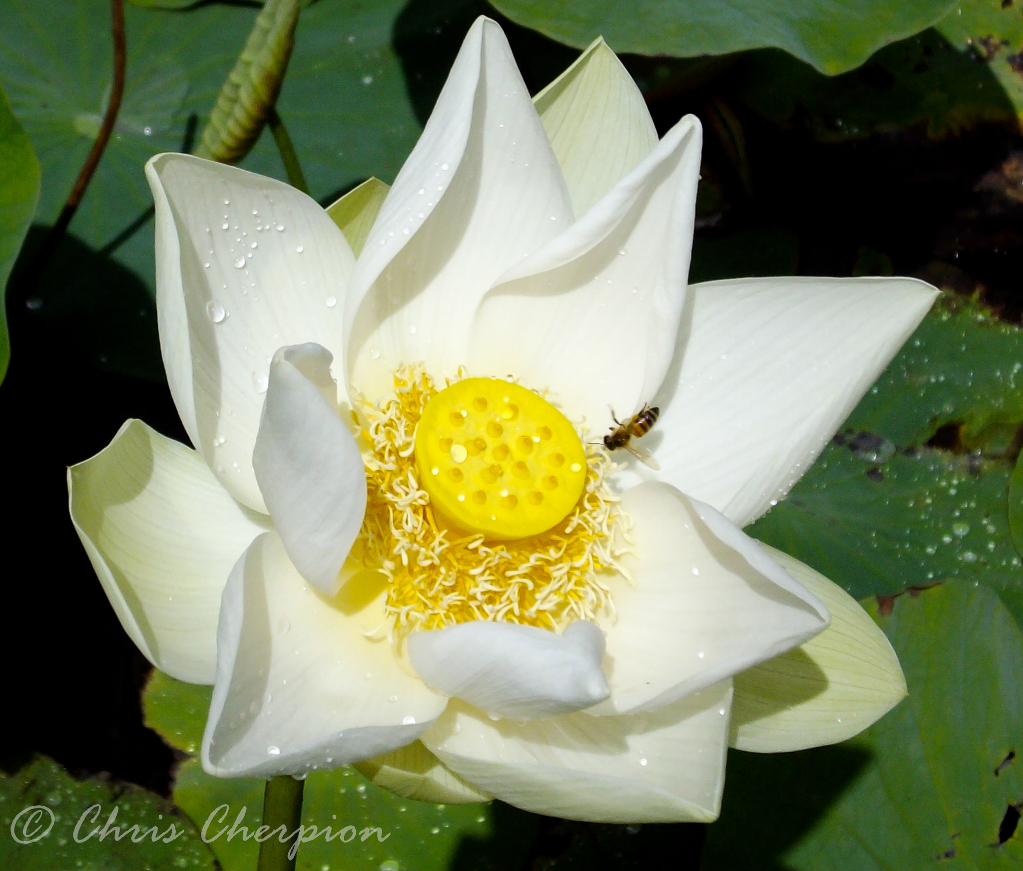 Pentax OPTIO E40 sample photo. Lotus flower photography