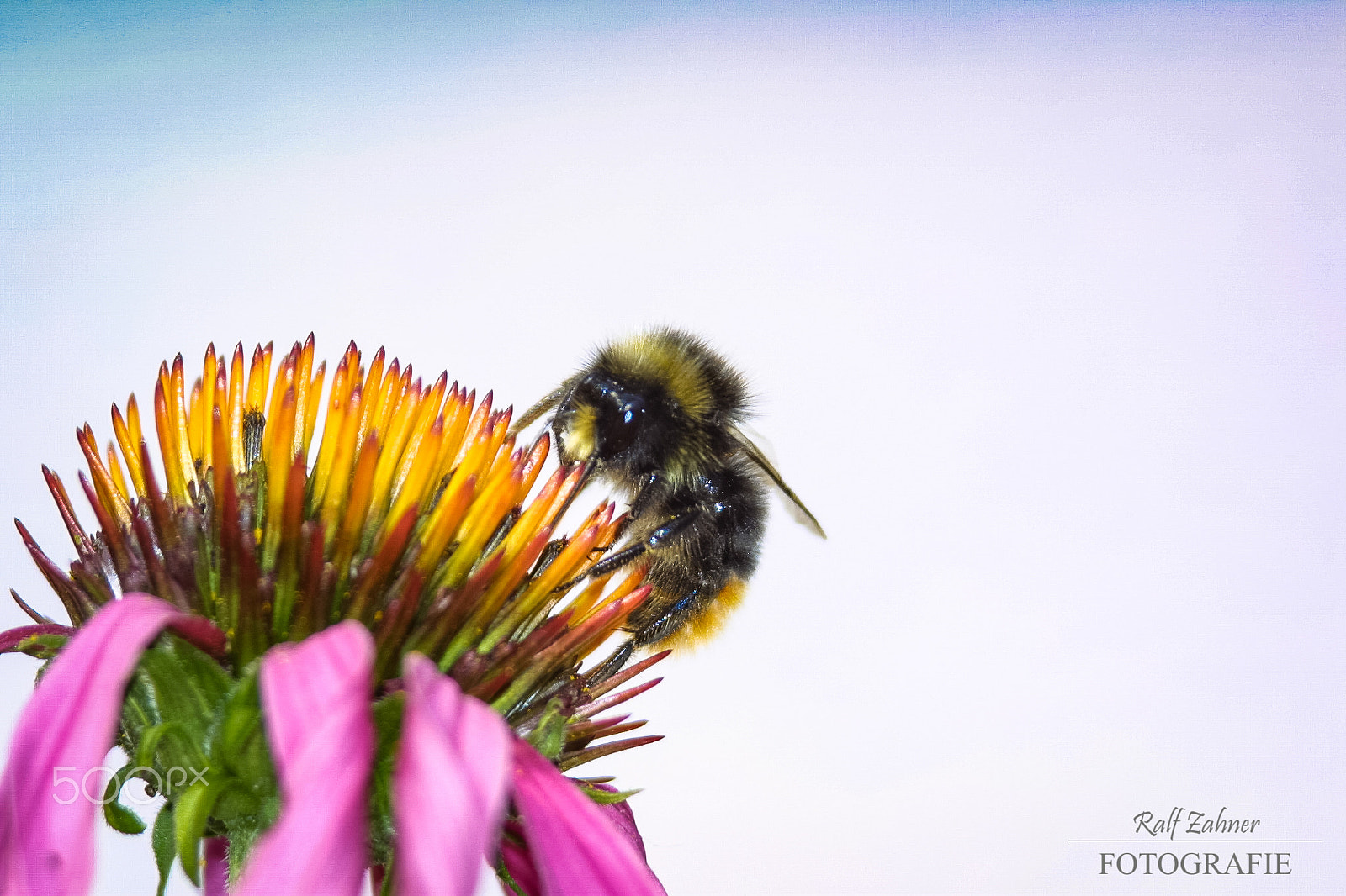 Canon EOS D30 + Canon EF 75-300mm F4.0-5.6 IS USM sample photo. Bumblebee baby photography