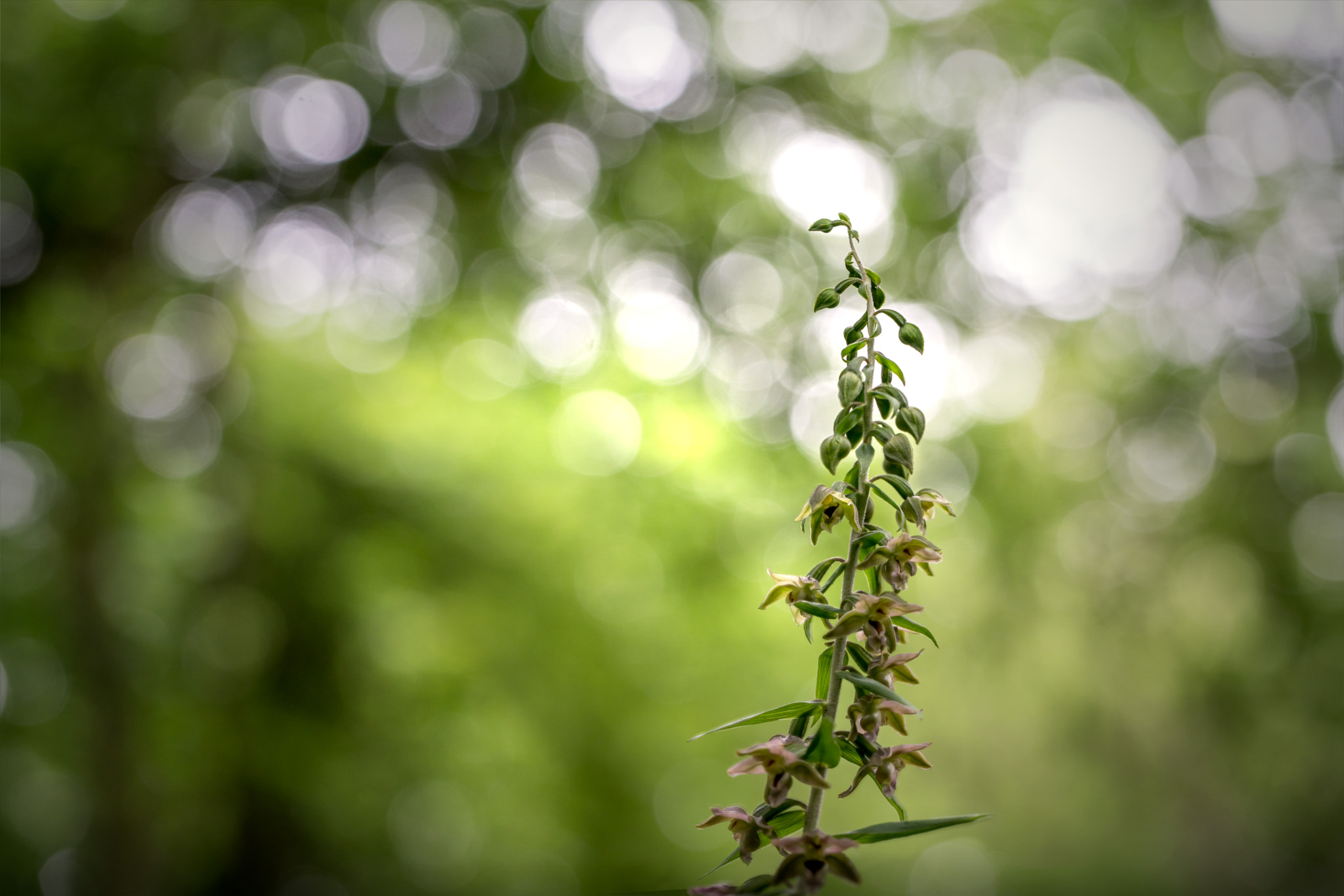 Sony a7R II + Canon EF 100mm F2.8L Macro IS USM sample photo. Broad leaved helleborine photography