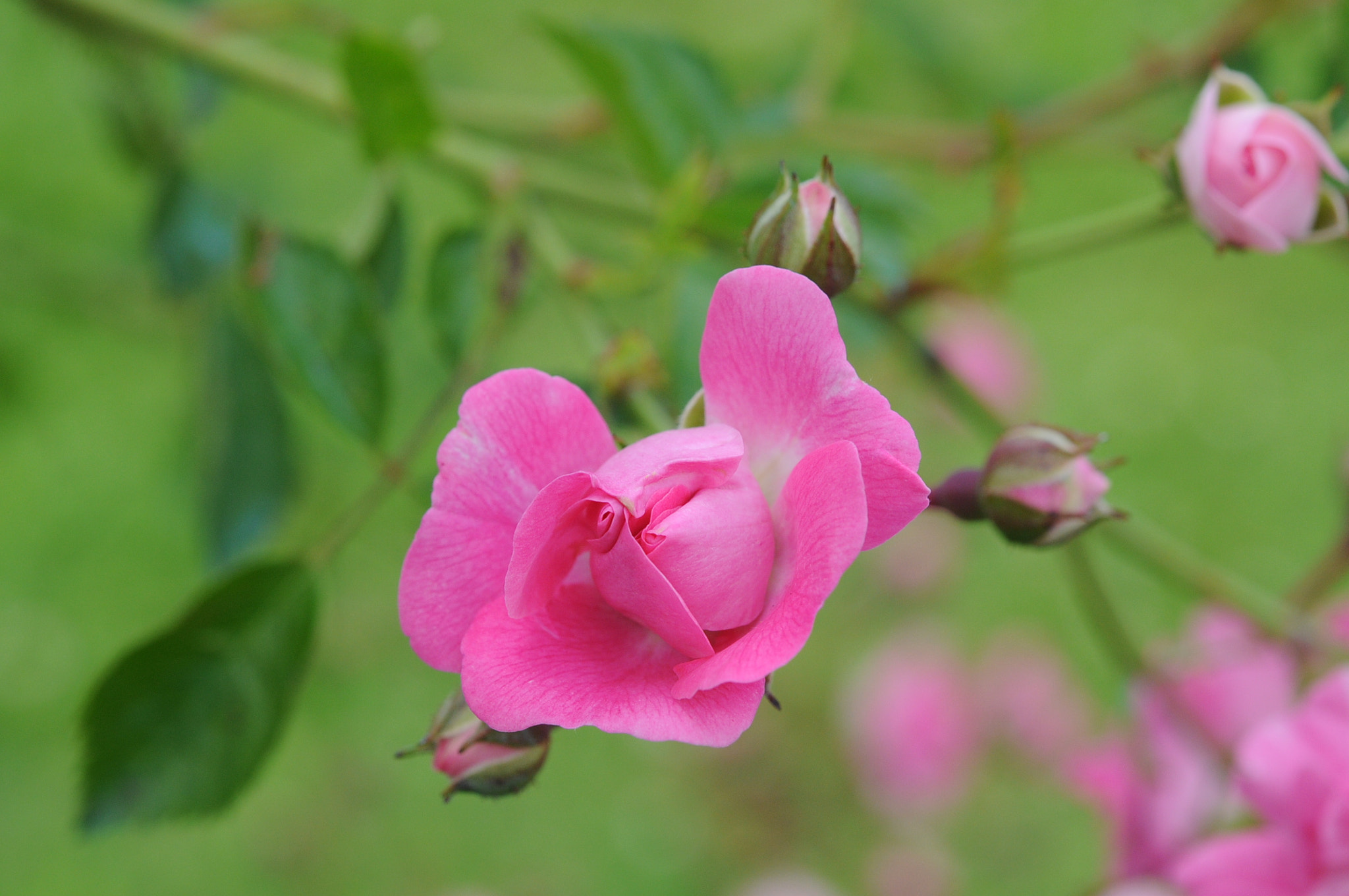 Nikon AF-S Micro-Nikkor 60mm F2.8G ED sample photo. Fleurs d'été photography