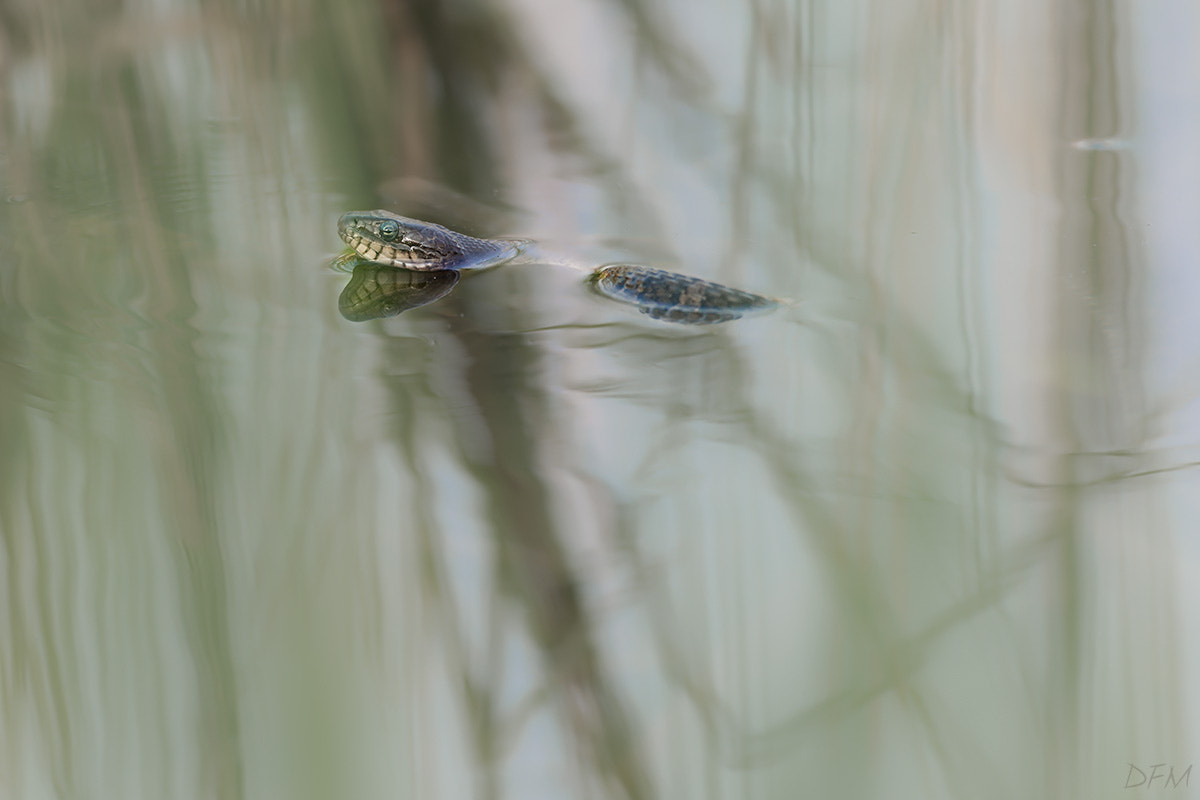 Nikon AF-S Nikkor 500mm F4D ED-IF II sample photo. Northern watersnake photography