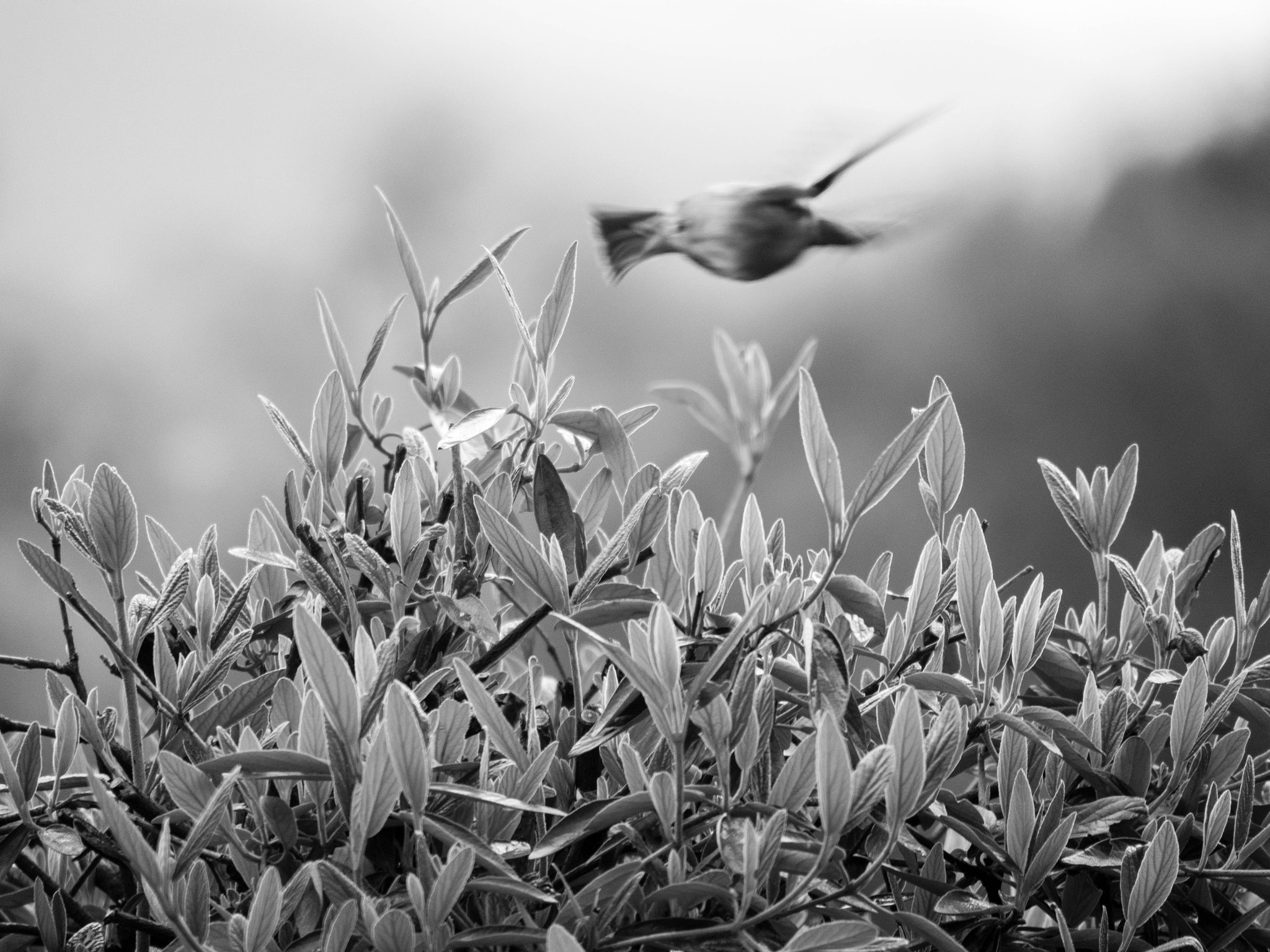 Panasonic Lumix DMC-GH4 sample photo. Bird in flight photography