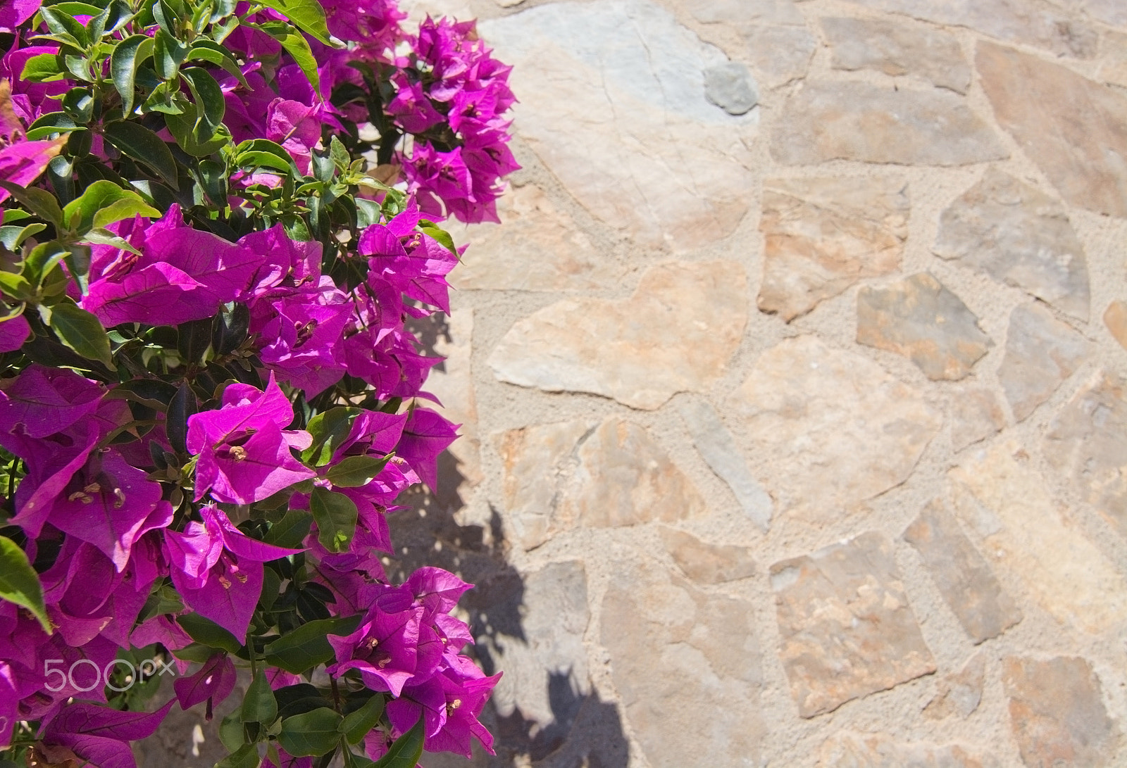Nikon D7100 + Nikon AF Nikkor 35mm F2D sample photo. Blossoming pink bougainvillea photography