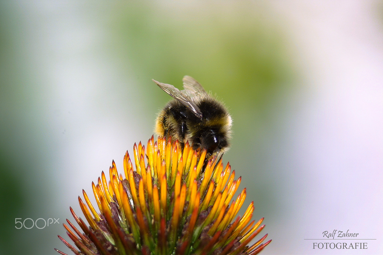 Canon EOS D30 + Canon EF 75-300mm F4.0-5.6 IS USM sample photo. Bumblebee baby photography