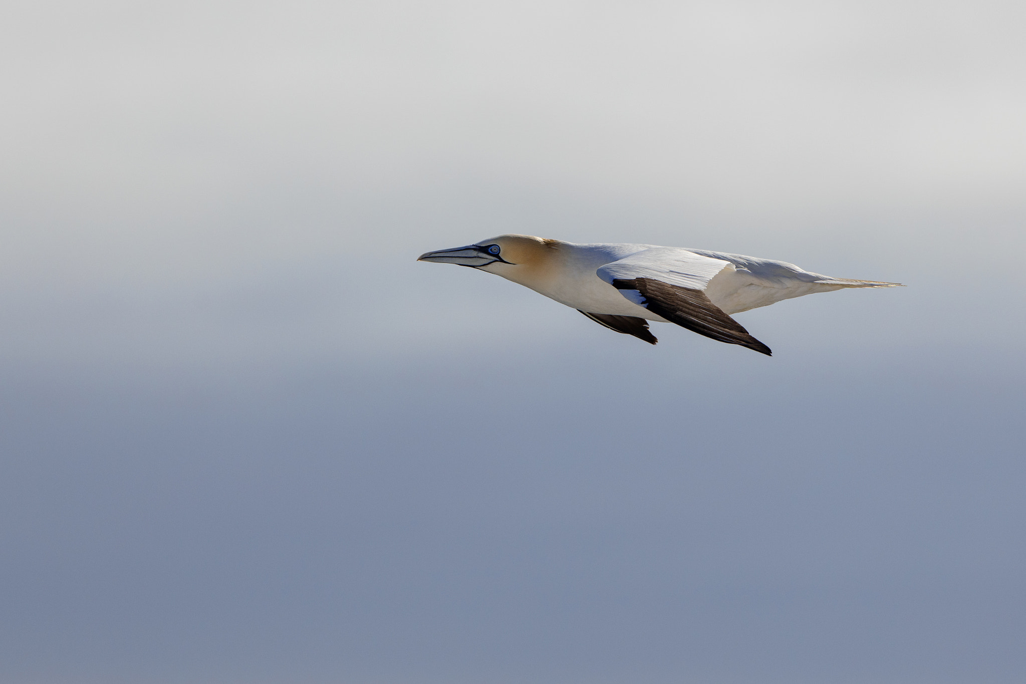 Canon EOS 5DS R + Canon EF 300mm F2.8L IS II USM sample photo. Gannets photography