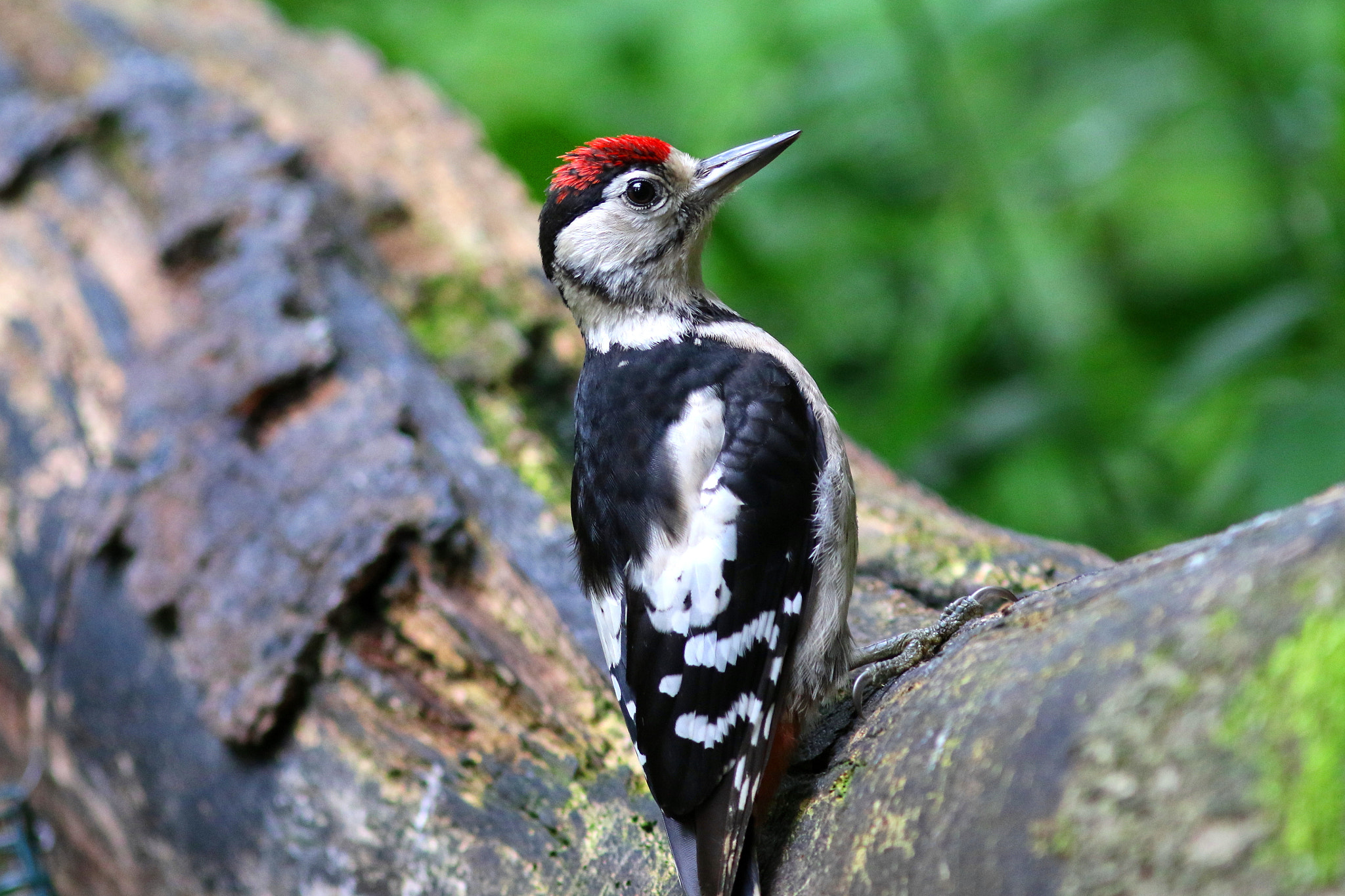 Canon EF 300mm F4L IS USM sample photo. Great spotted woodpecker photography