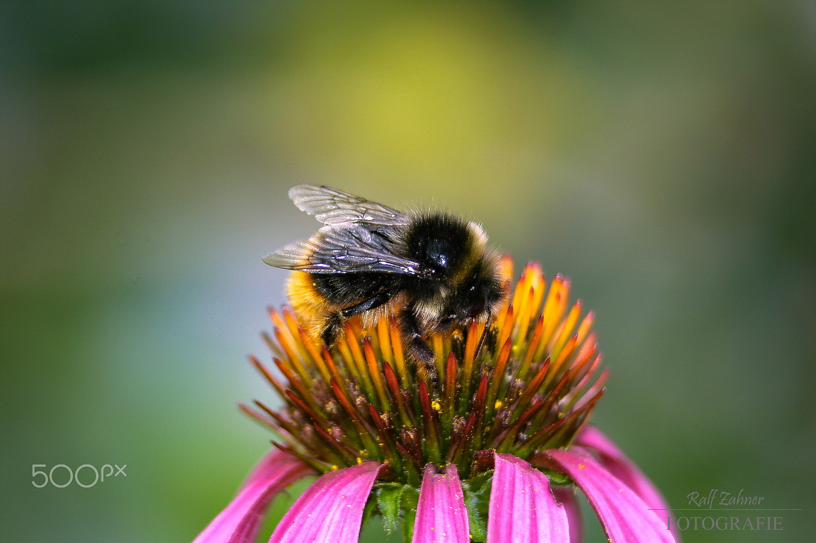 Canon EOS D30 + Canon EF 75-300mm F4.0-5.6 IS USM sample photo. Bumblebee baby photography