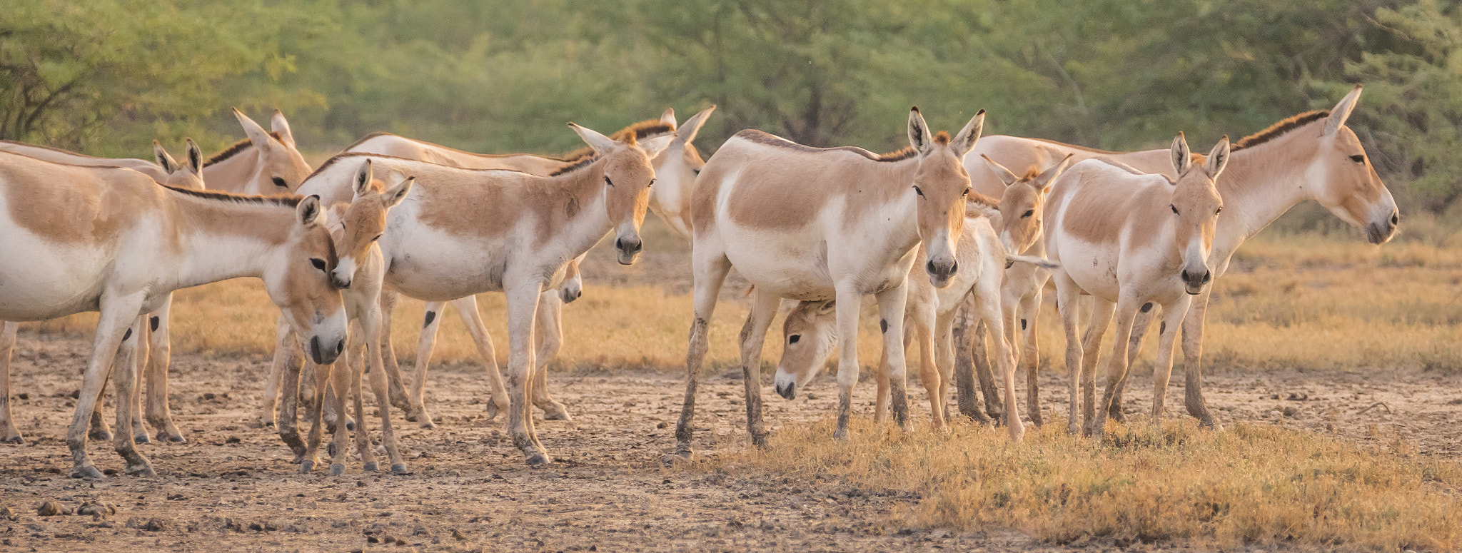 Sony 70-300mm F4.5-5.6 G SSM sample photo. Indian wildass photography