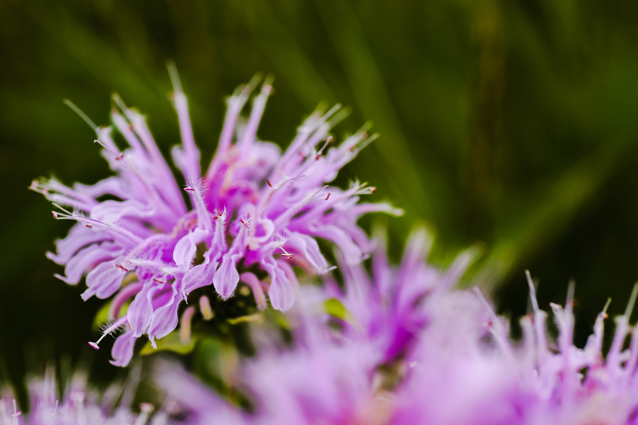 Canon 90mm sample photo. Wildflower photography