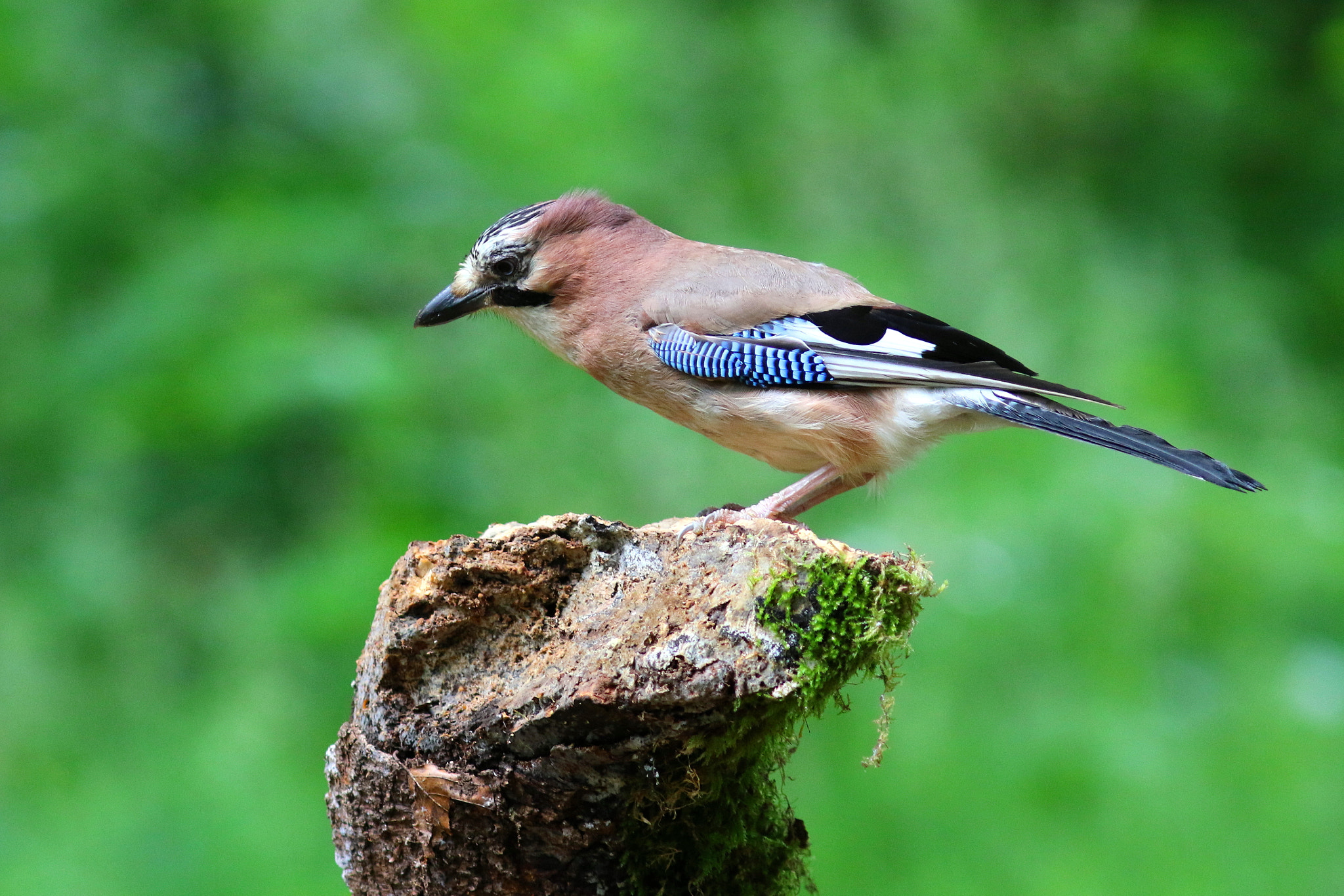 Canon EF 300mm F4L IS USM sample photo. Jay photography