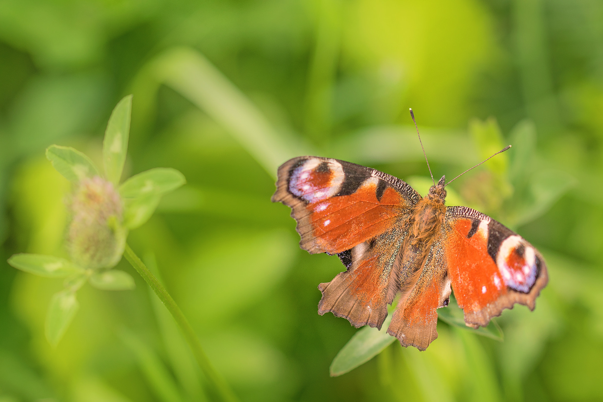 Nikon D5300 + Tamron SP 90mm F2.8 Di VC USD 1:1 Macro (F004) sample photo. Red butterfly photography