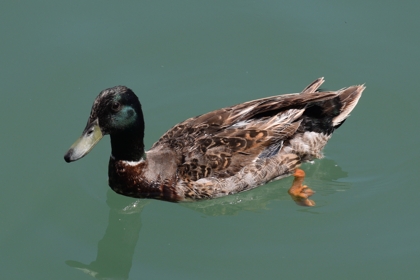 Nikon D5300 + Nikon AF Nikkor 70-300mm F4-5.6G sample photo. Duck in the water photography