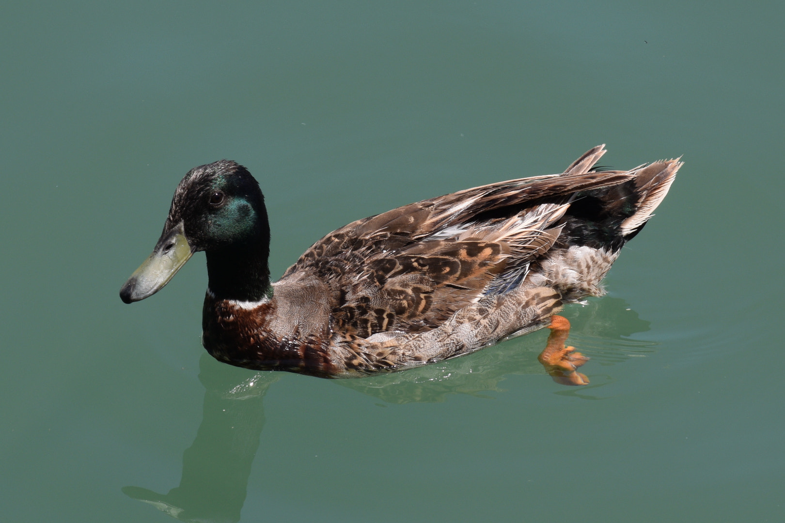 Nikon AF Nikkor 70-300mm F4-5.6G sample photo. Duck in the water photography