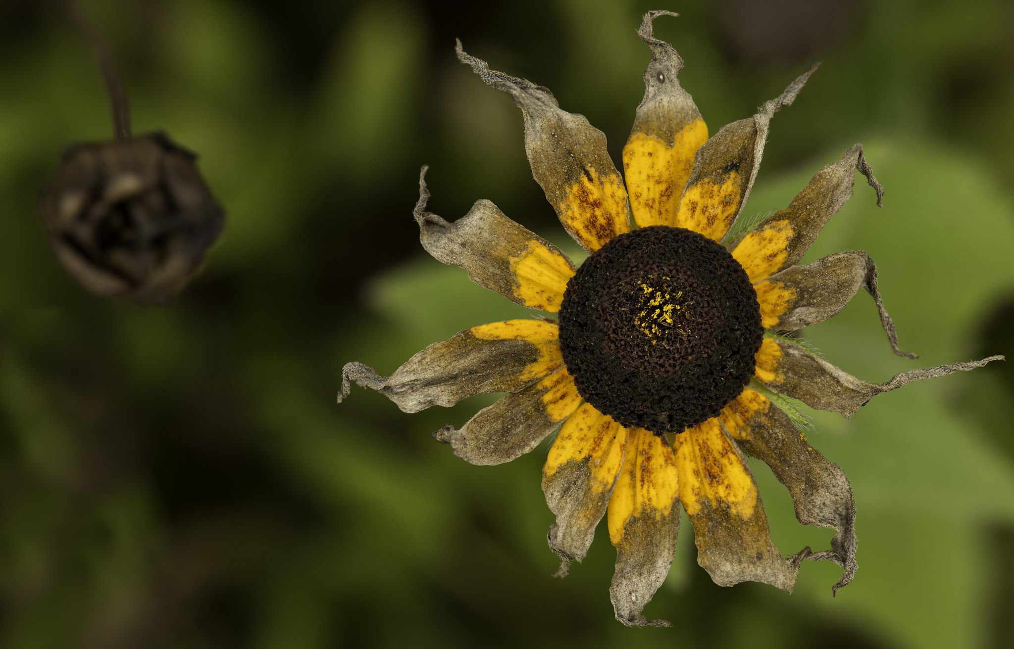 Canon EF 180mm F3.5L Macro USM sample photo. Dying flower photography