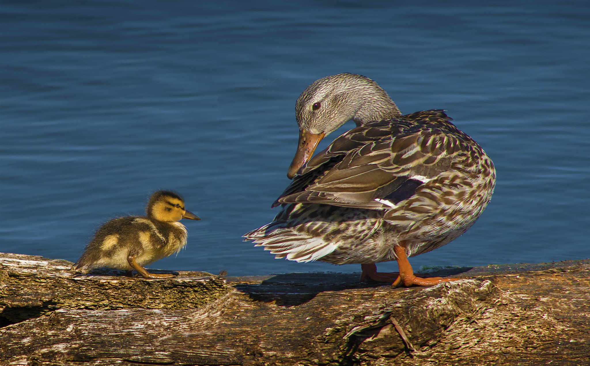 Nikon D800E + AF Nikkor 300mm f/4 IF-ED sample photo. Love photography