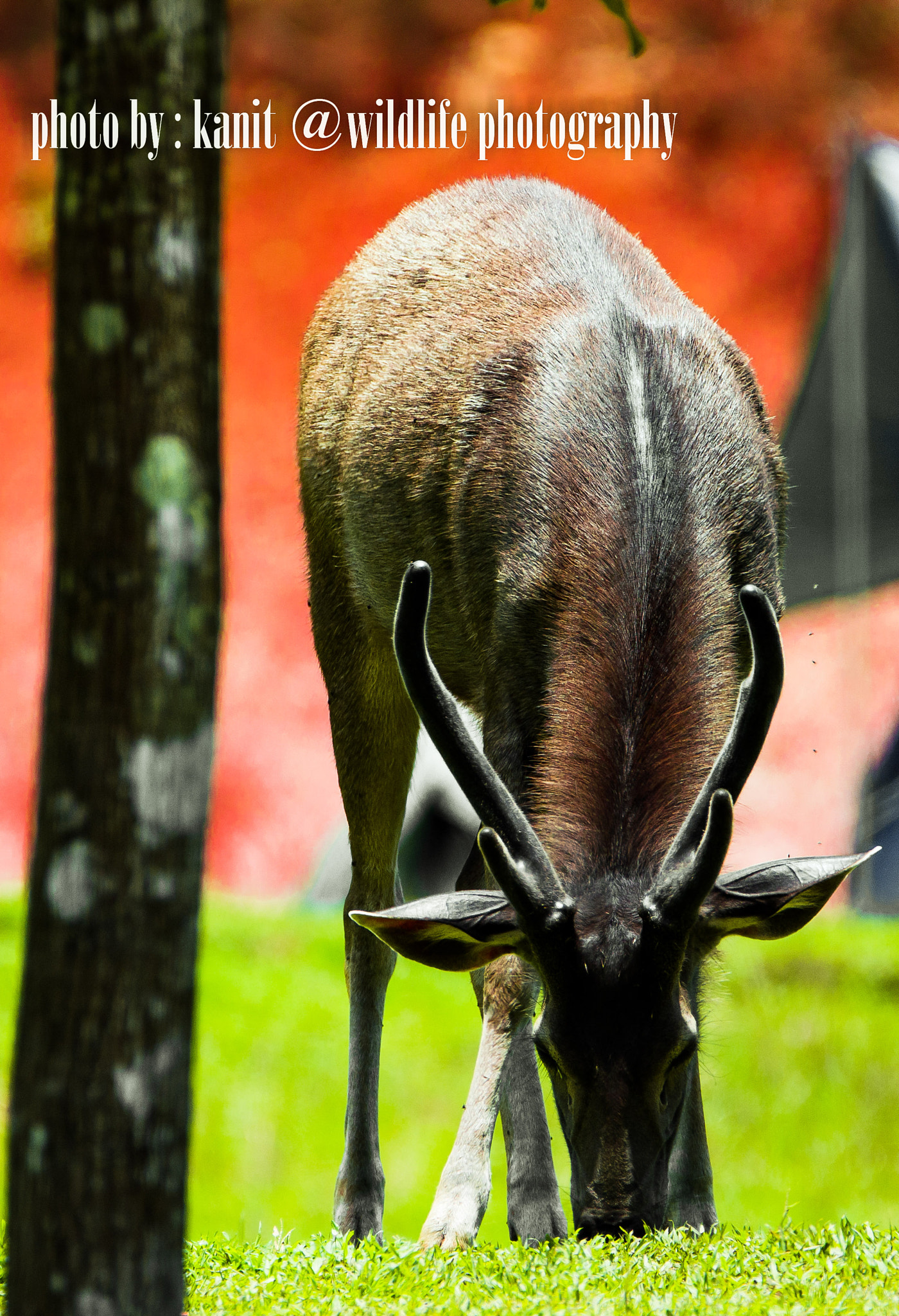 Nikon D5100 + Tamron SP 150-600mm F5-6.3 Di VC USD sample photo. Breakfast time photography