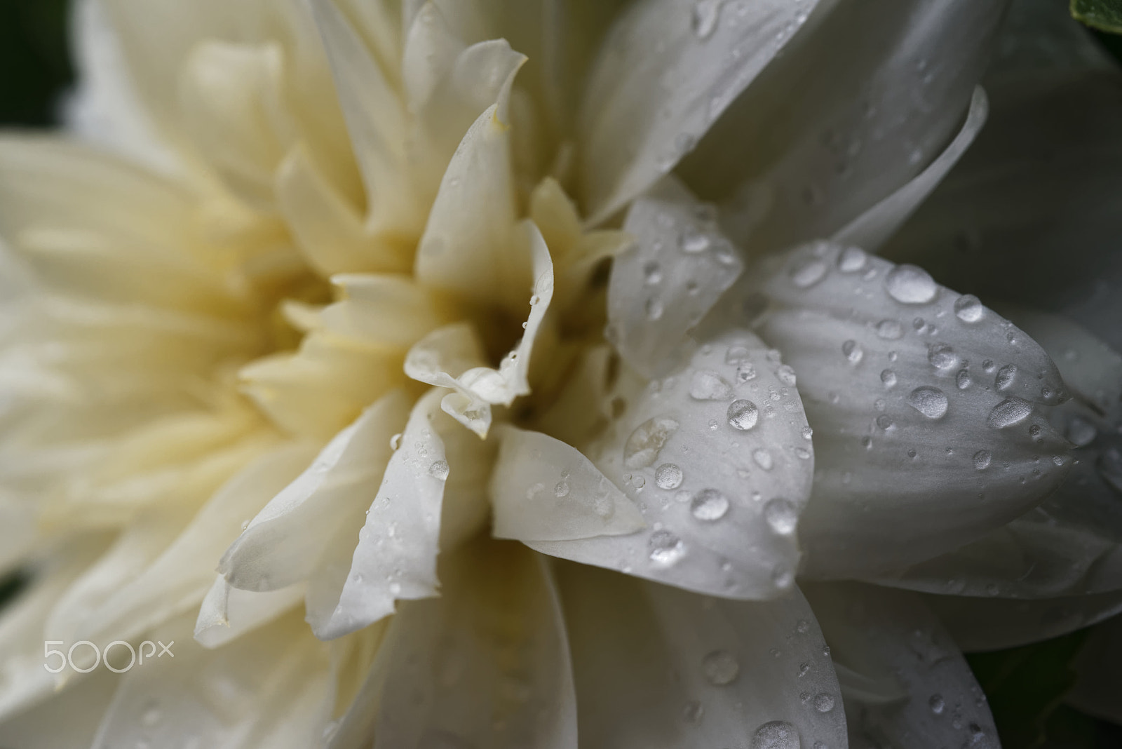 Nikon AF-S Micro-Nikkor 60mm F2.8G ED sample photo. White dahlia photography