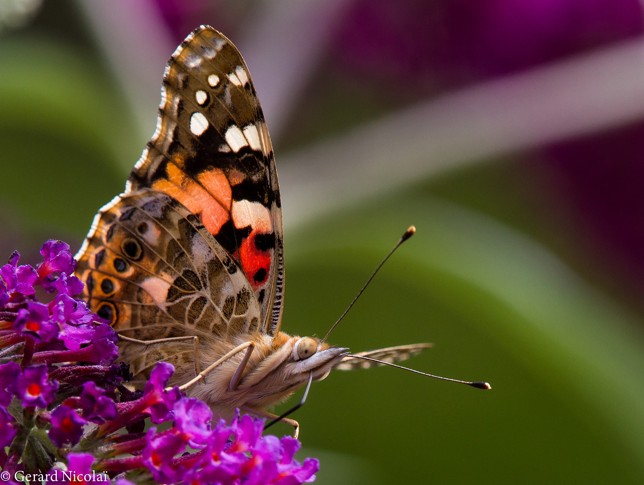 Canon EF 300mm F2.8L IS USM sample photo. Thistle butterfly photography