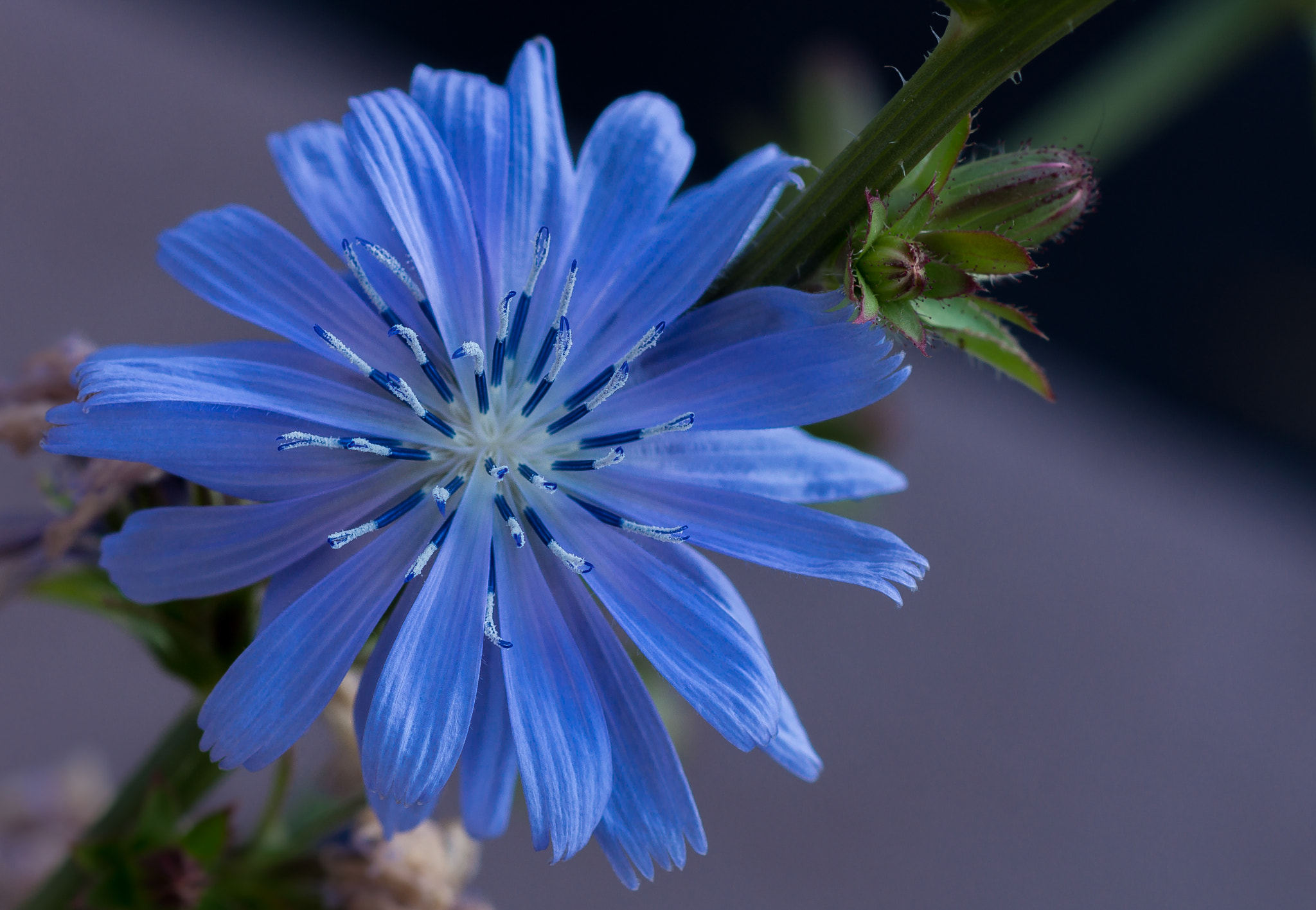 Sony SLT-A77 + Sony 100mm F2.8 Macro sample photo. Chicory. photography