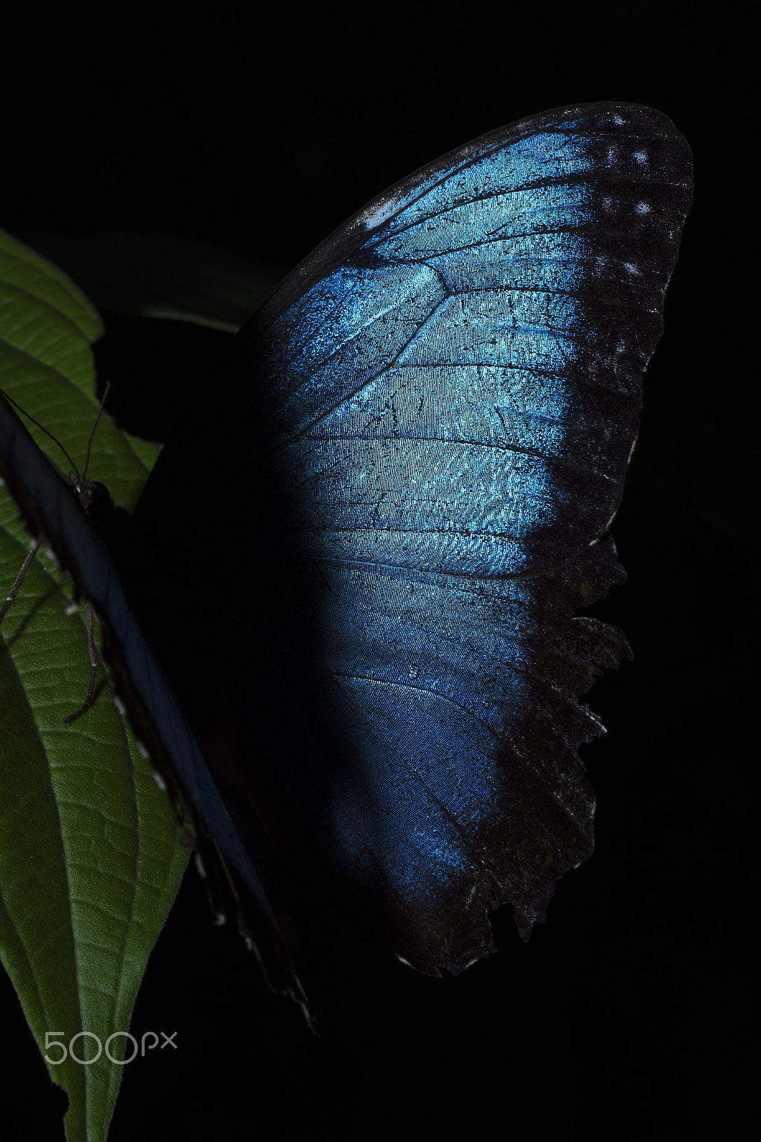 Nikon D500 sample photo. A blue morpho photography