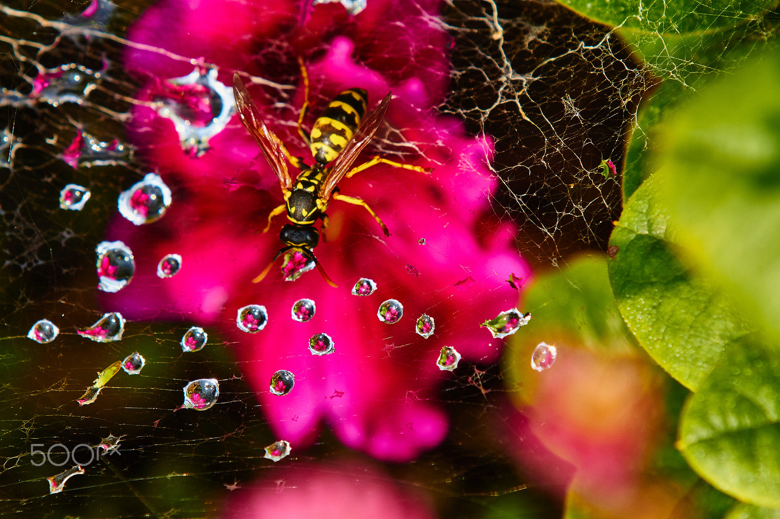 Canon EF 70-200mm F2.8L IS II USM sample photo. Honnendorp spinnennetz - drinking wasp photography