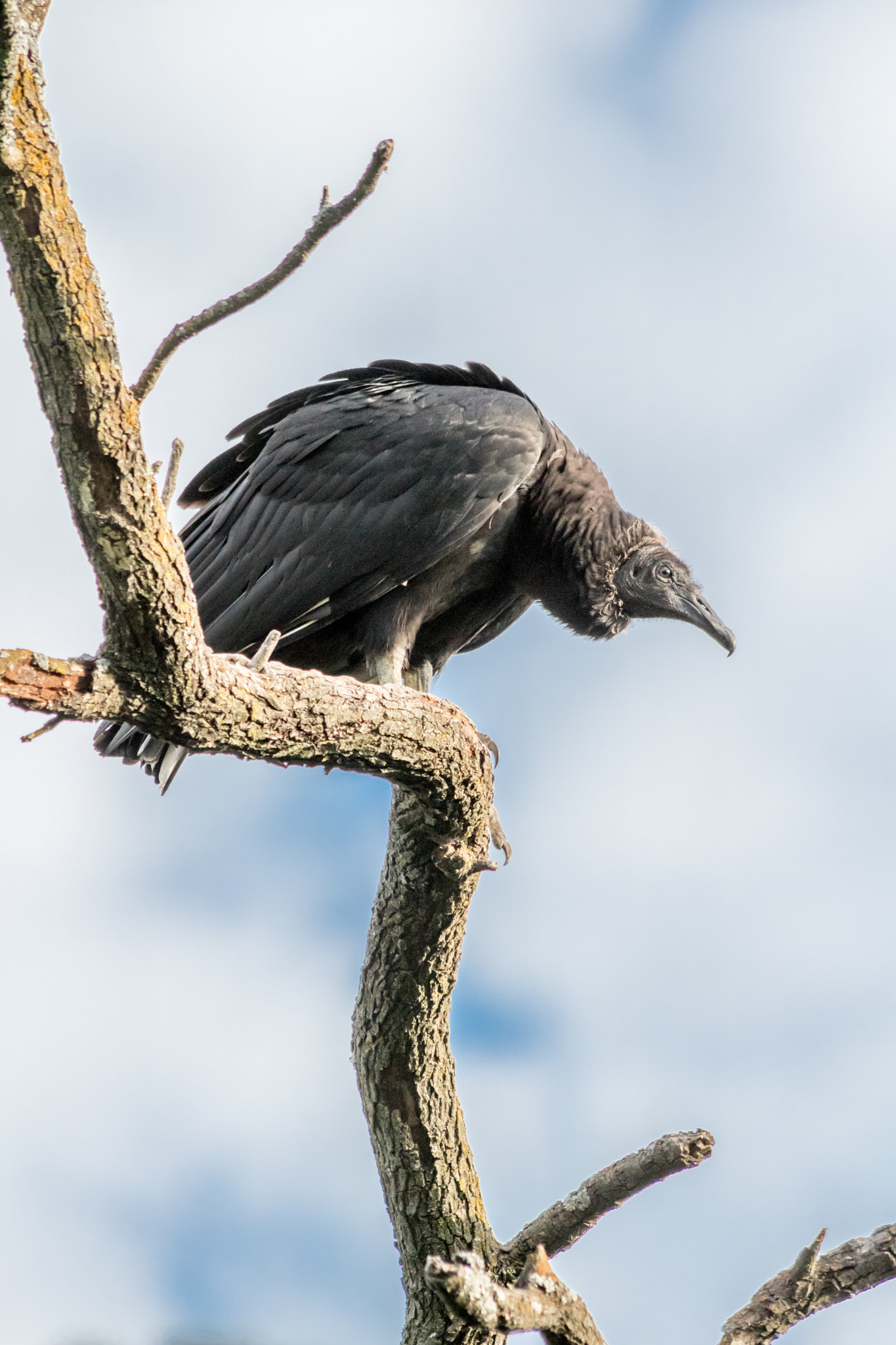 Canon EOS 760D (EOS Rebel T6s / EOS 8000D) sample photo. Black vulture photography