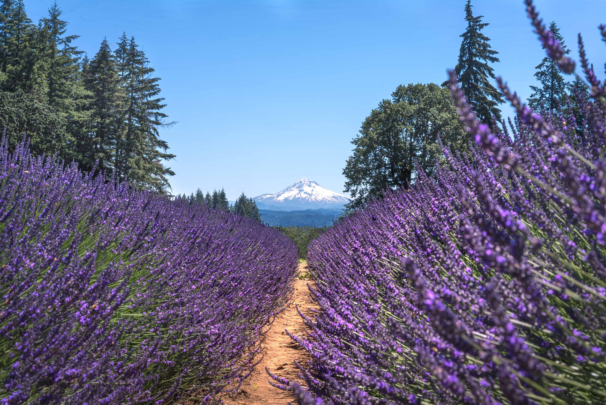 Sony a7S II + Sony Sonnar T* FE 55mm F1.8 ZA sample photo. Mount hood through lavender photography