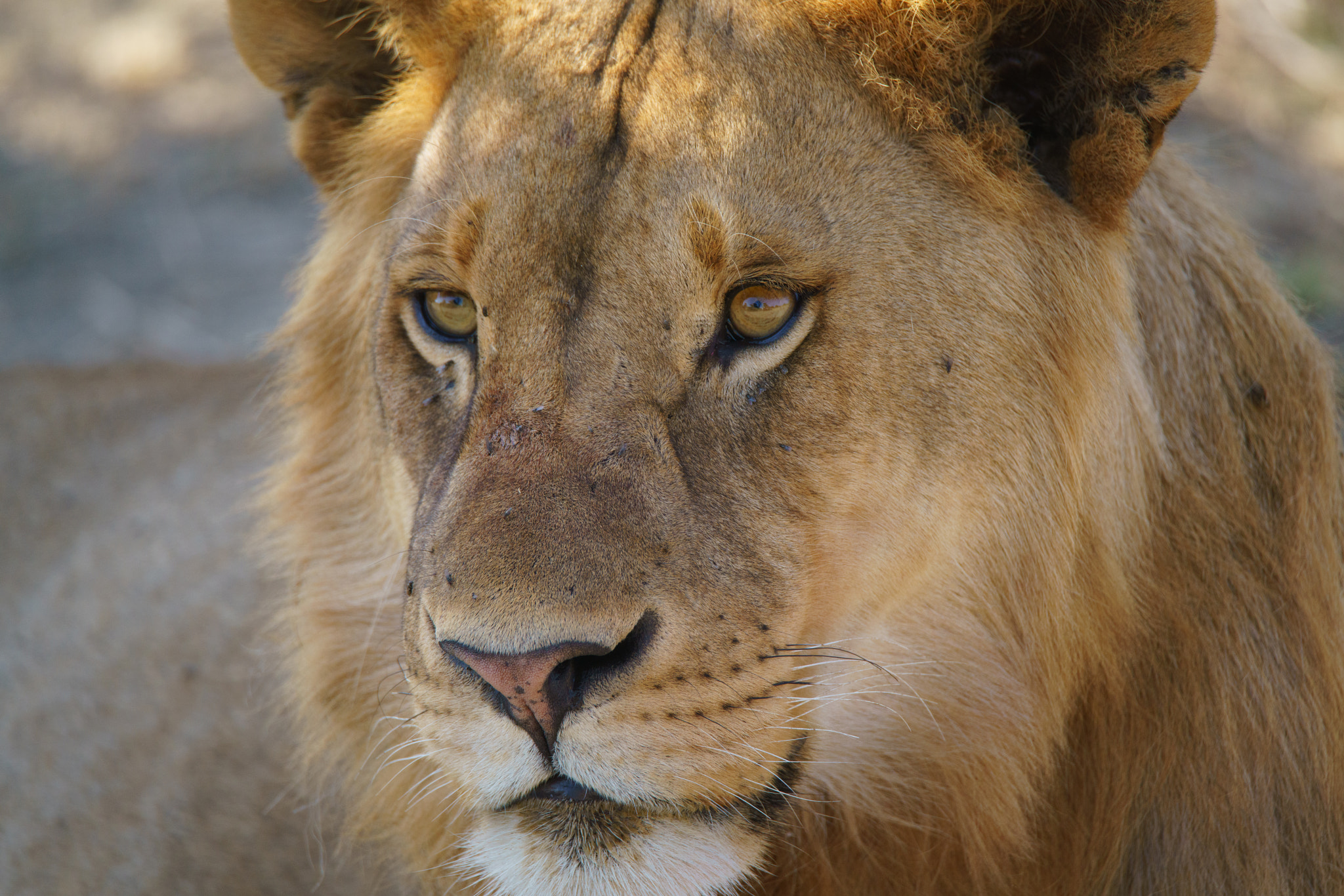 Sony a7R II + Tamron SP 150-600mm F5-6.3 Di VC USD sample photo. Young male lion photography