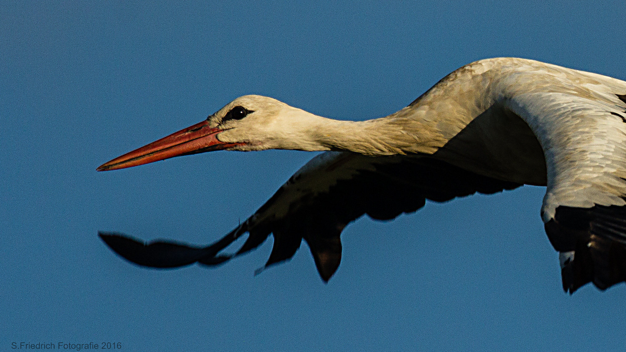 Sigma 50-500mm f/4-6.3 APO HSM EX sample photo. Portrait of a stork photography